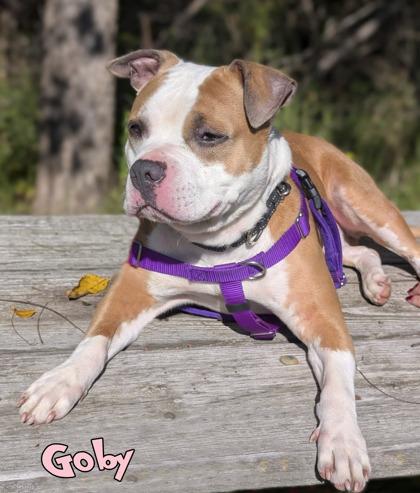 Goby, Adoptable, Adult Male Pit Bull Terrier & American Bulldog.