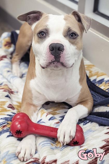 Enlarge Goby, a Adoptable mixed breed in Mason, MI image 2/3