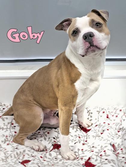 Enlarge Goby, a Adoptable mixed breed in Mason, MI image 3/3