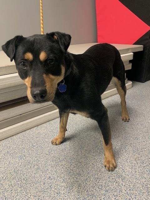 Enlarge McGraw, a Adoptable mixed breed in Bartlesville, OK image 1/3