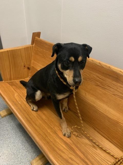 Enlarge McGraw, a Adoptable mixed breed in Bartlesville, OK image 2/3