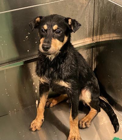 Enlarge McGraw, a Adoptable mixed breed in Bartlesville, OK image 3/3