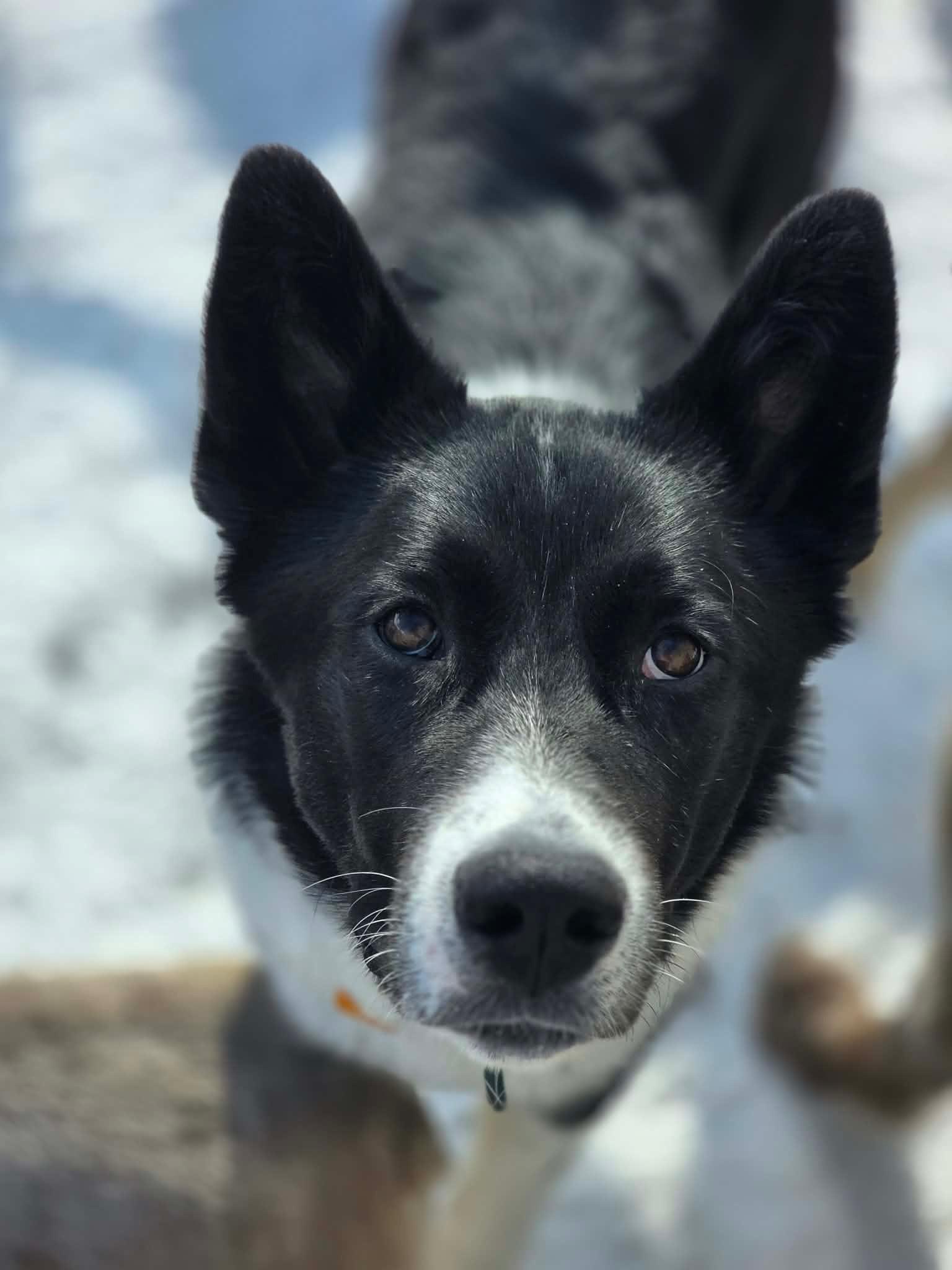 Enlarge Finn, a ADOPTABLE mixed breed in Saskatoon, SK image 1/6