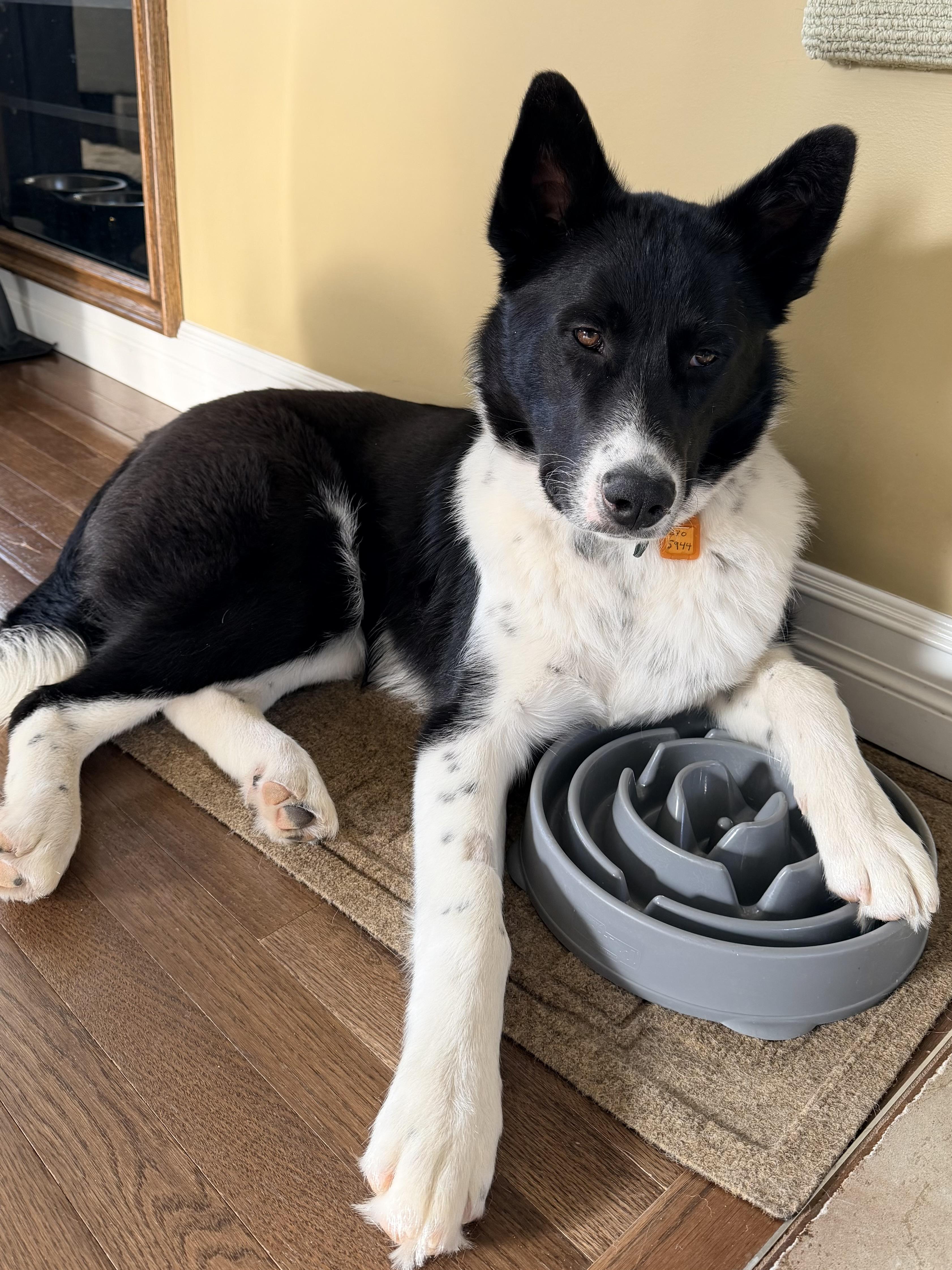 Enlarge Finn, a ADOPTABLE mixed breed in Saskatoon, SK image 2/6