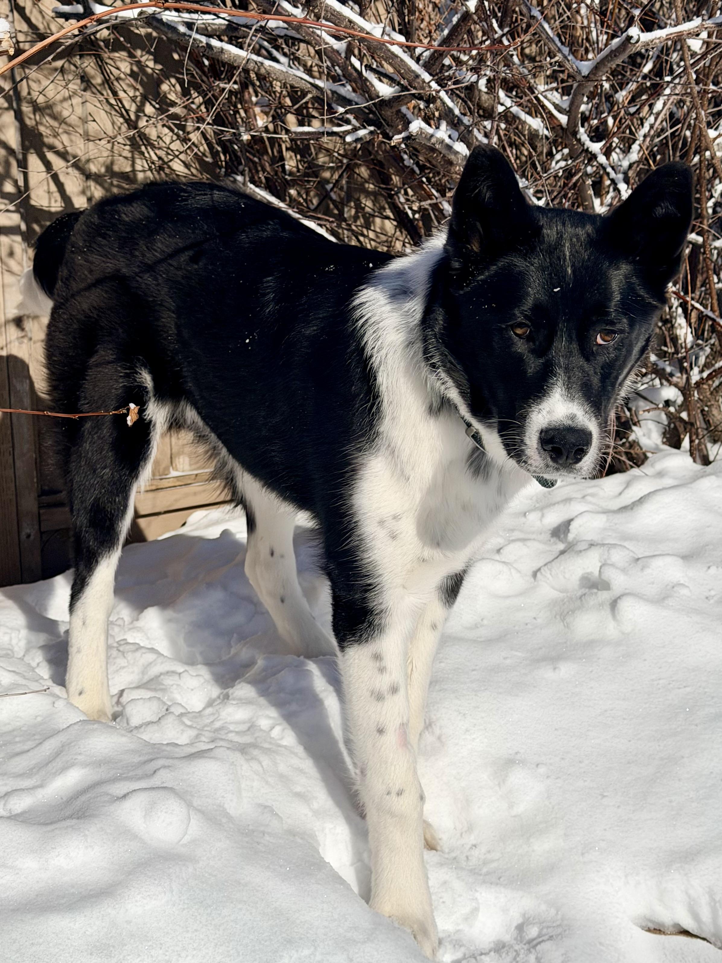 Enlarge Finn, a ADOPTABLE mixed breed in Saskatoon, SK image 4/6