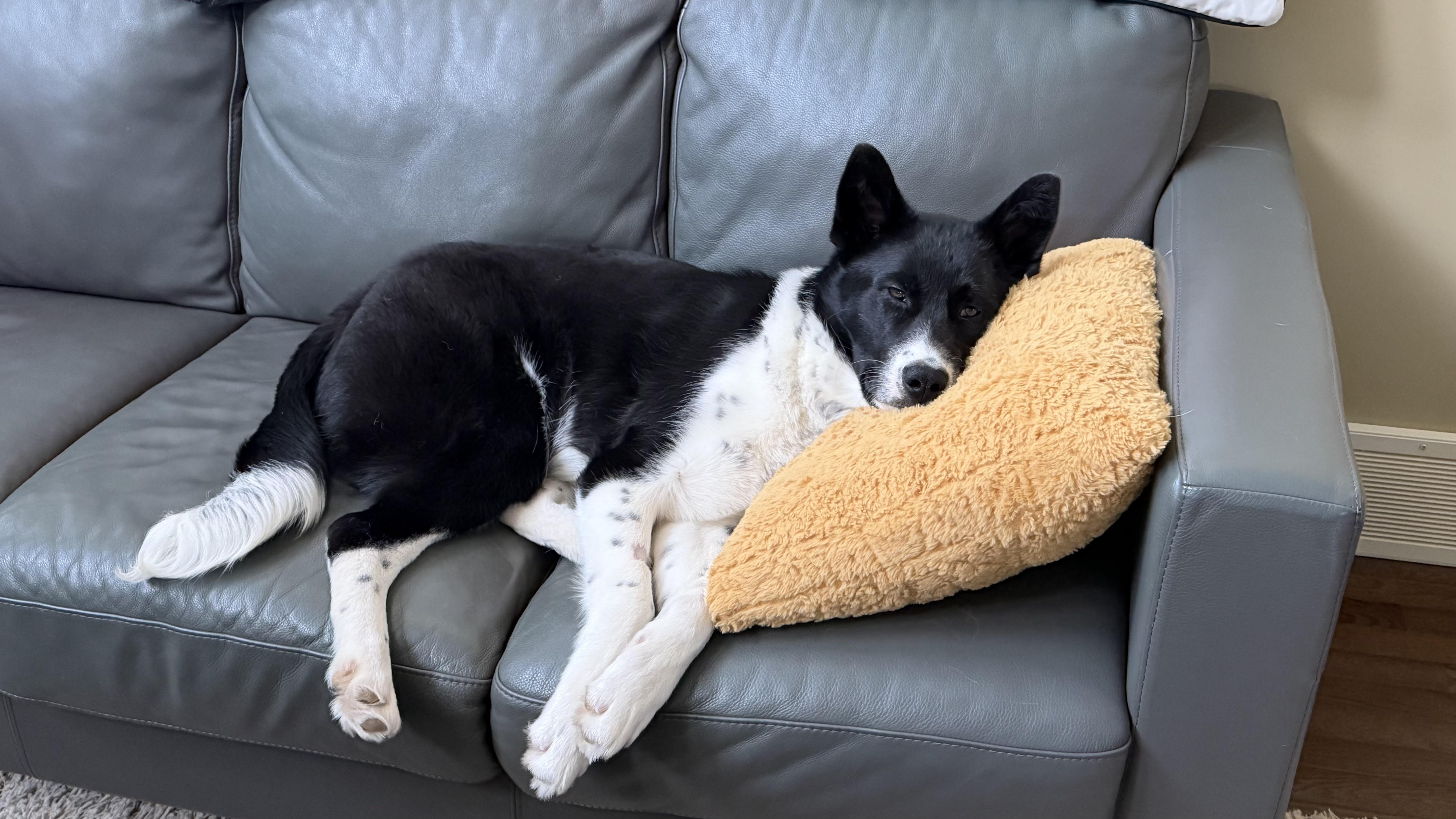 Enlarge Finn, a ADOPTABLE mixed breed in Saskatoon, SK image 5/6