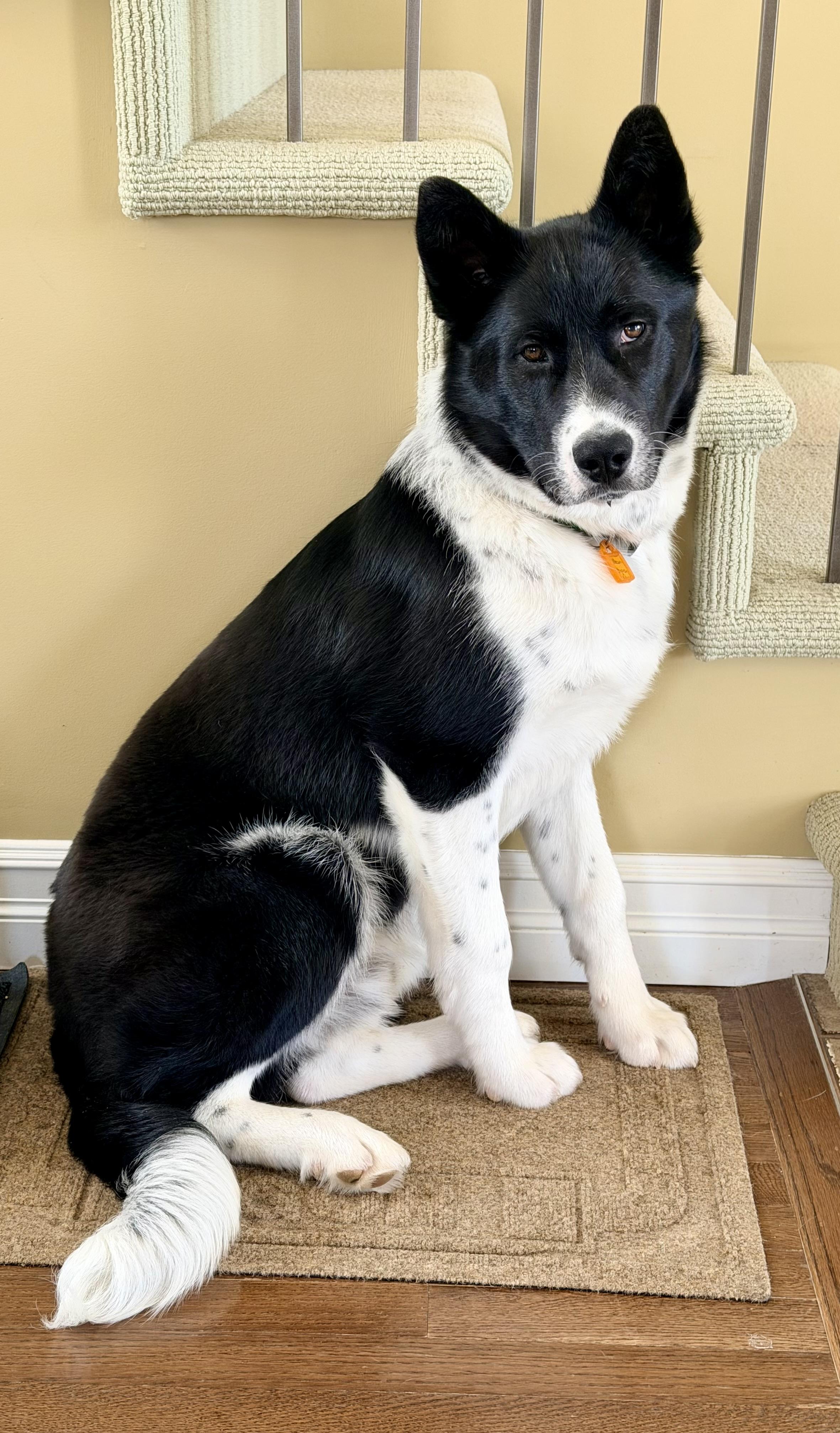 Enlarge Finn, a ADOPTABLE mixed breed in Saskatoon, SK image 3/6