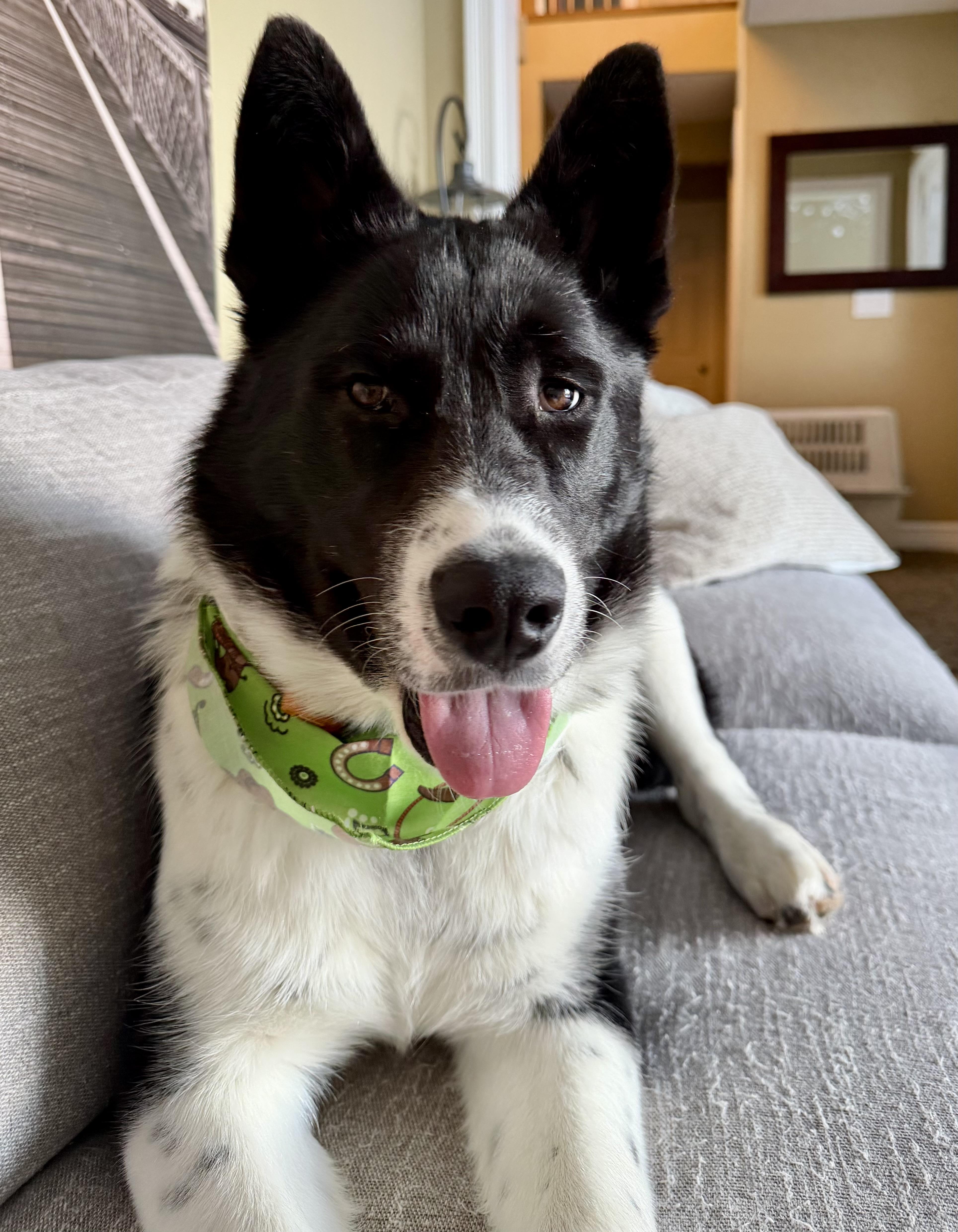 Enlarge Finn, a ADOPTABLE mixed breed in Saskatoon, SK image 6/6