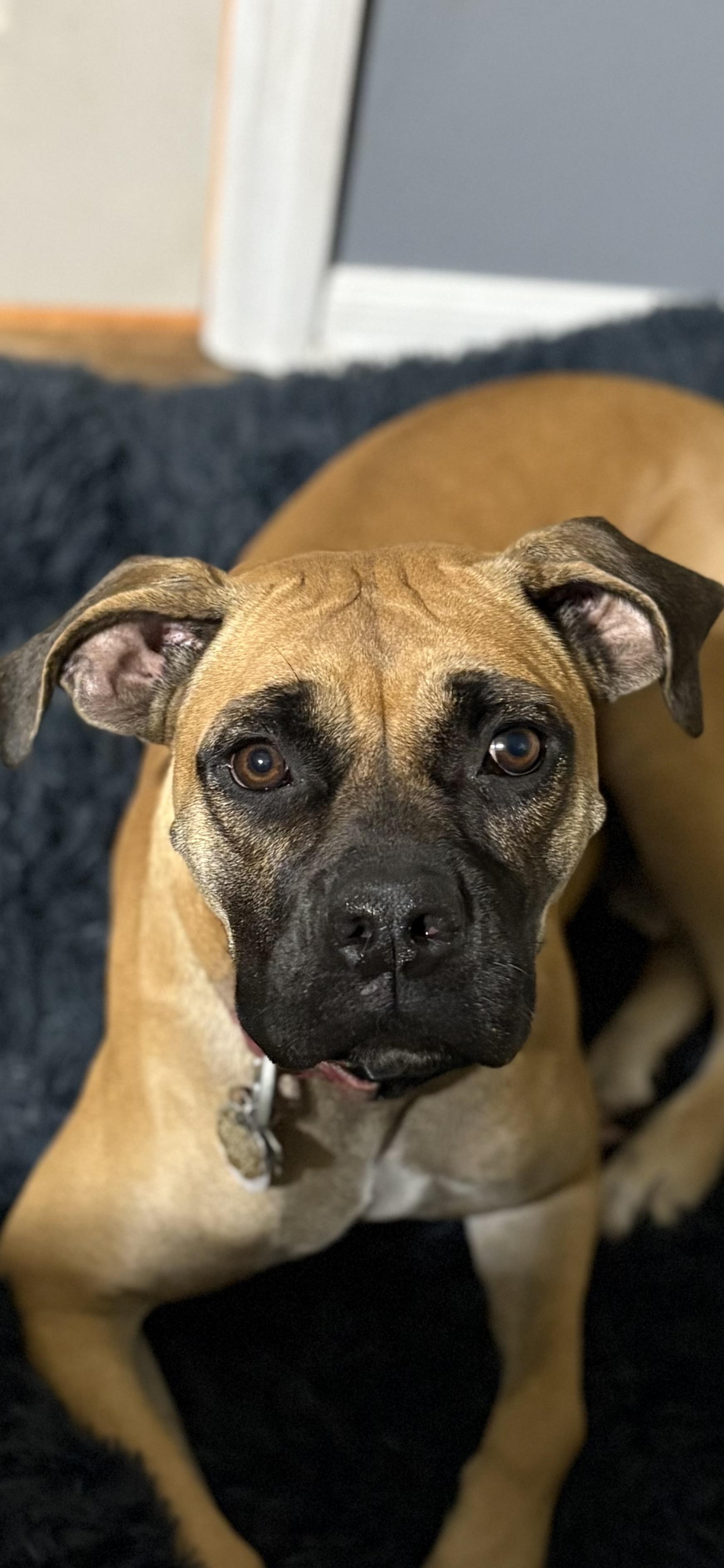 Enlarge Sophie, an adopted mixed breed in Spring Hill, FL image 1/5