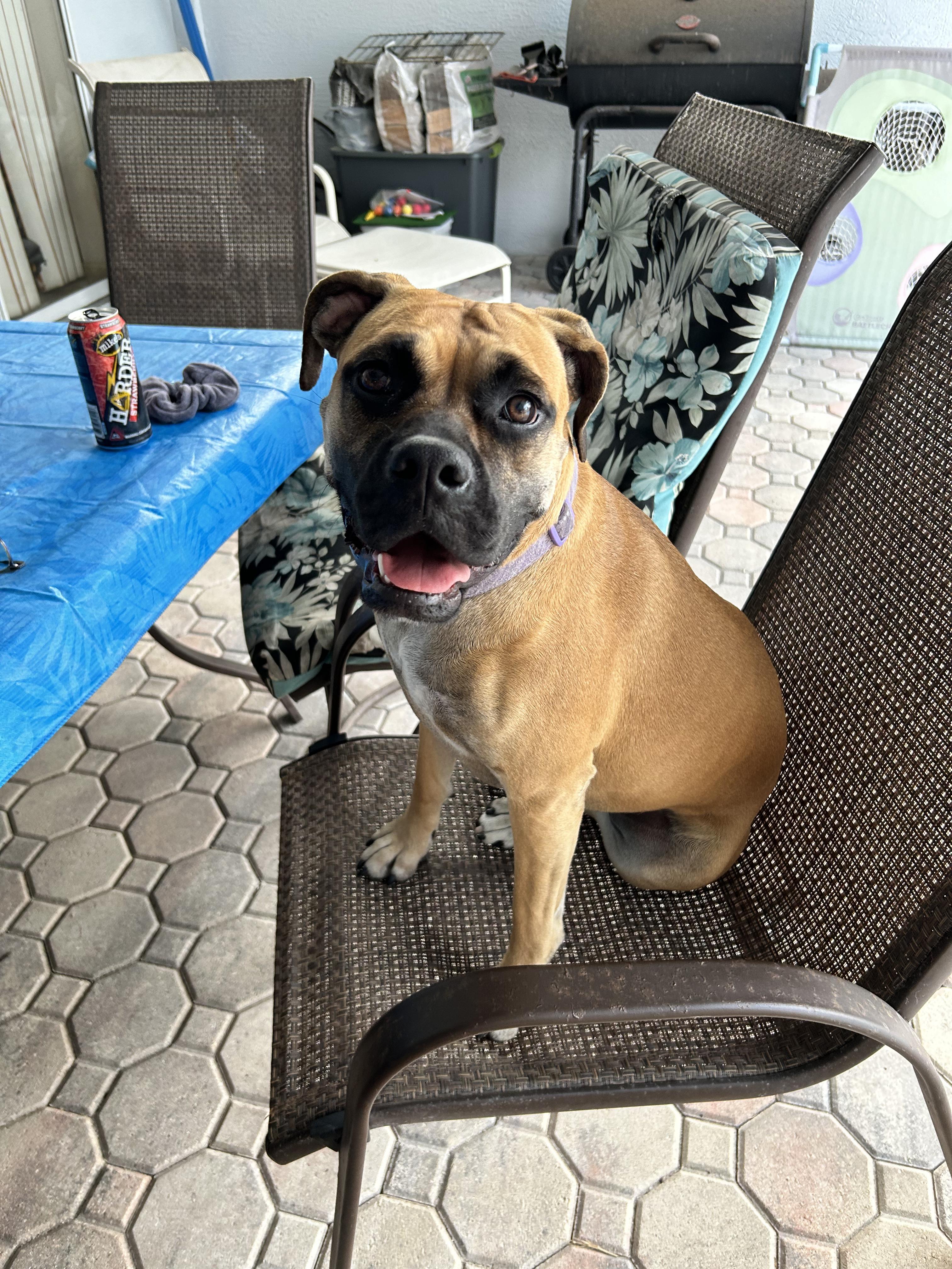 Enlarge Sophie, an adopted mixed breed in Spring Hill, FL image 2/5