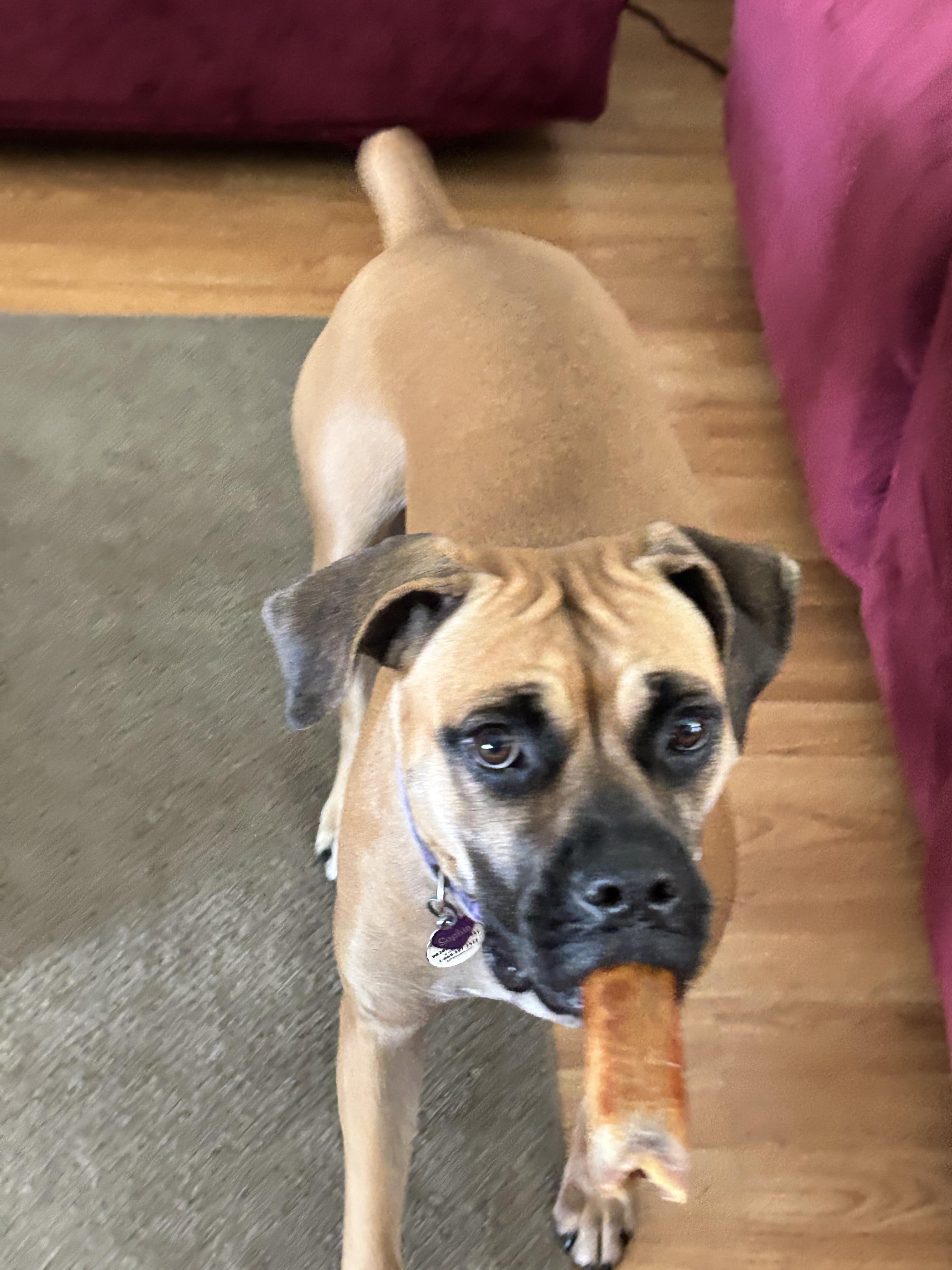 Enlarge Sophie, an adopted mixed breed in Spring Hill, FL image 3/5