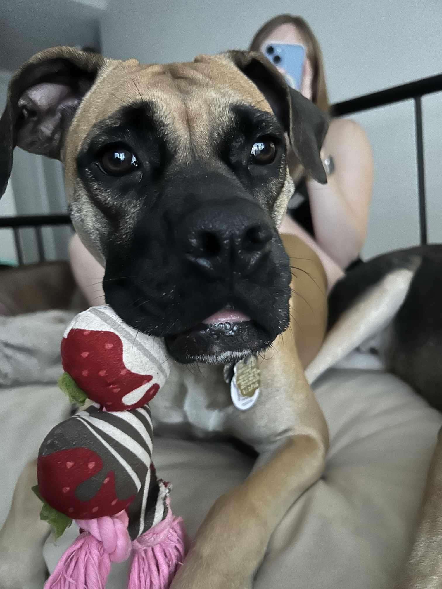 Enlarge Sophie, an adopted mixed breed in Spring Hill, FL image 4/5