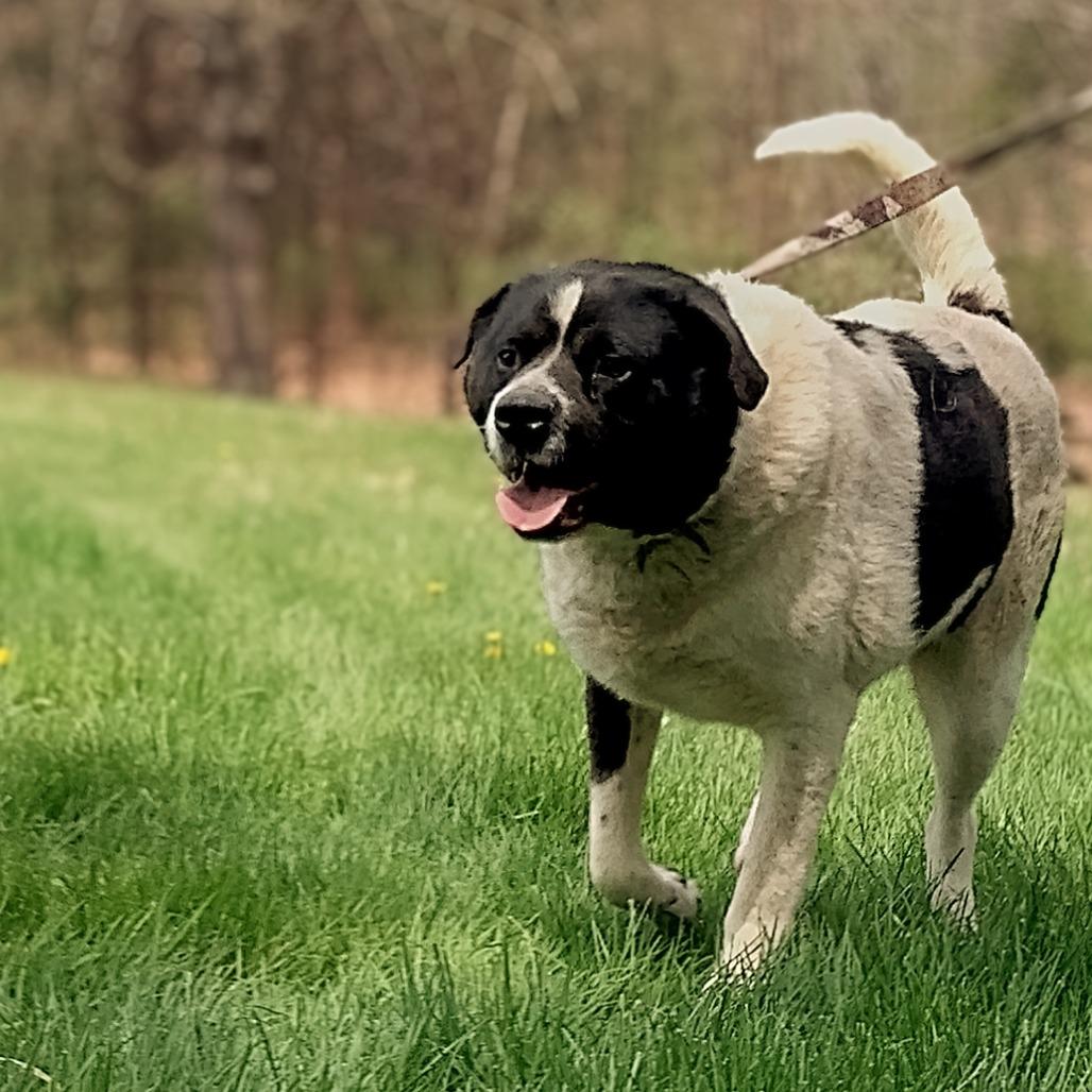 Edward, Adoptable, Adult Male Great Pyrenees & Border Collie.