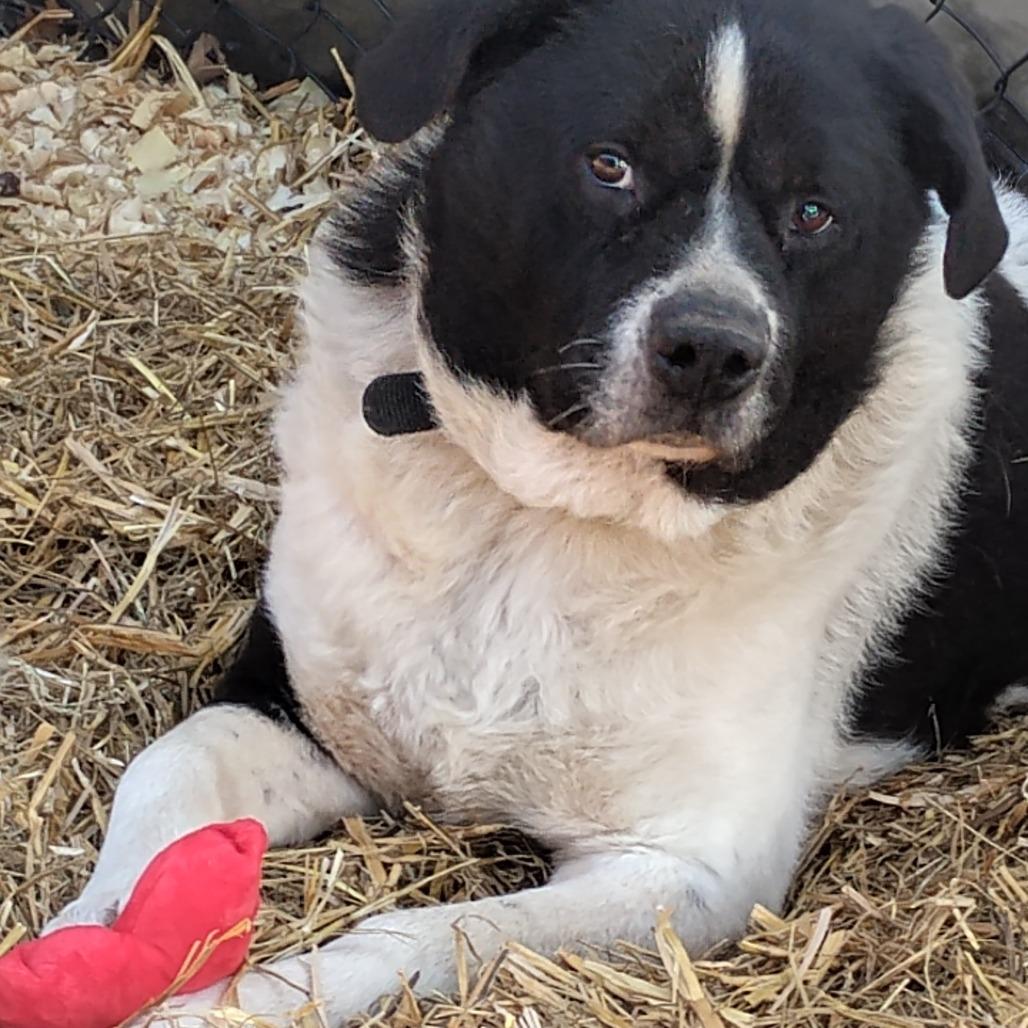 Enlarge Edward, a Adoptable mixed breed in Flintstone, MD image 3/6