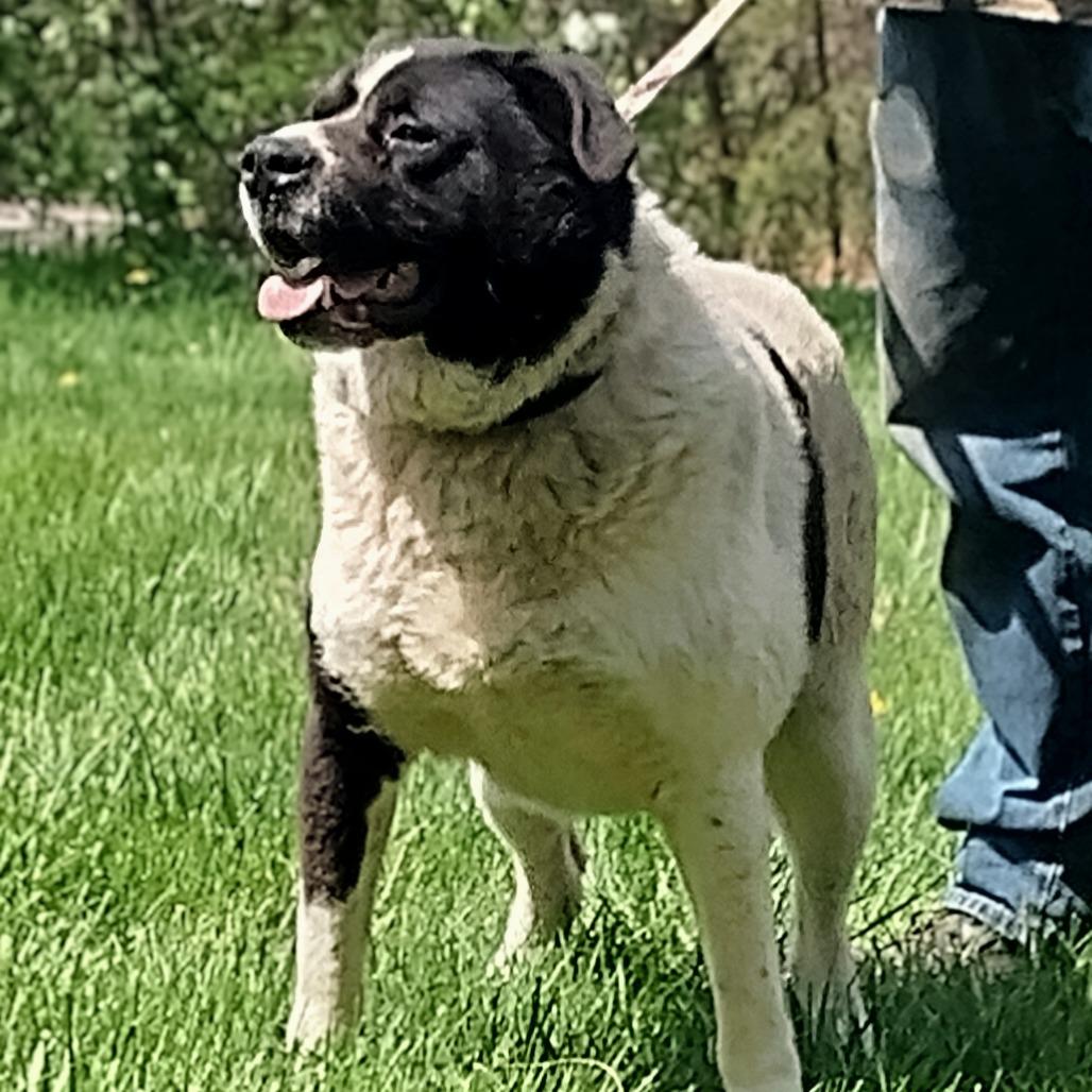 Enlarge Edward, a Adoptable mixed breed in Flintstone, MD image 6/6