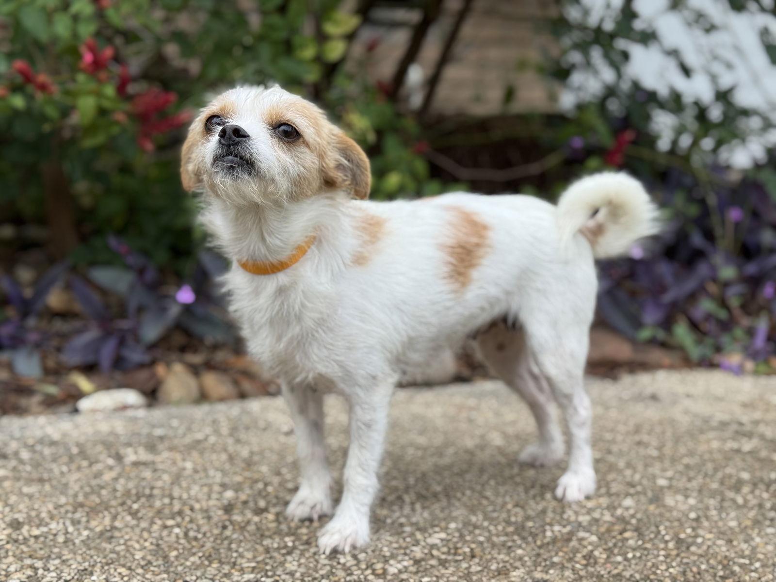 Enlarge Robin, a Adoptable Parson Russell Terrier in Helotes, TX image 2/3