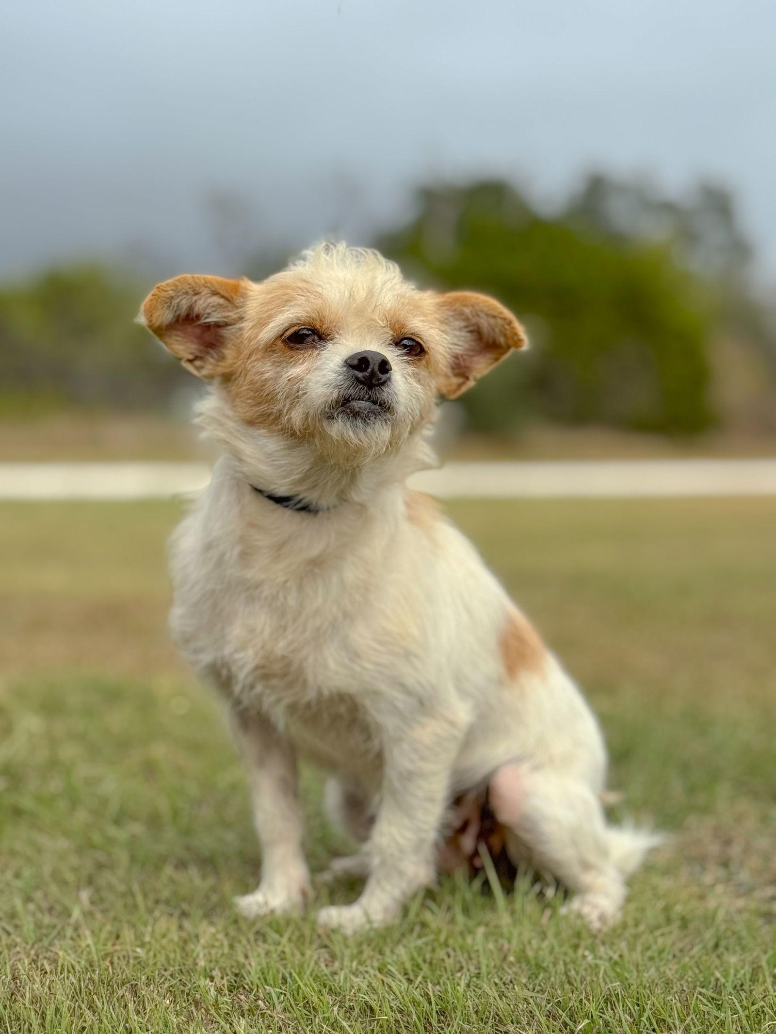 Enlarge Robin, a Adoptable Parson Russell Terrier in Helotes, TX image 3/3