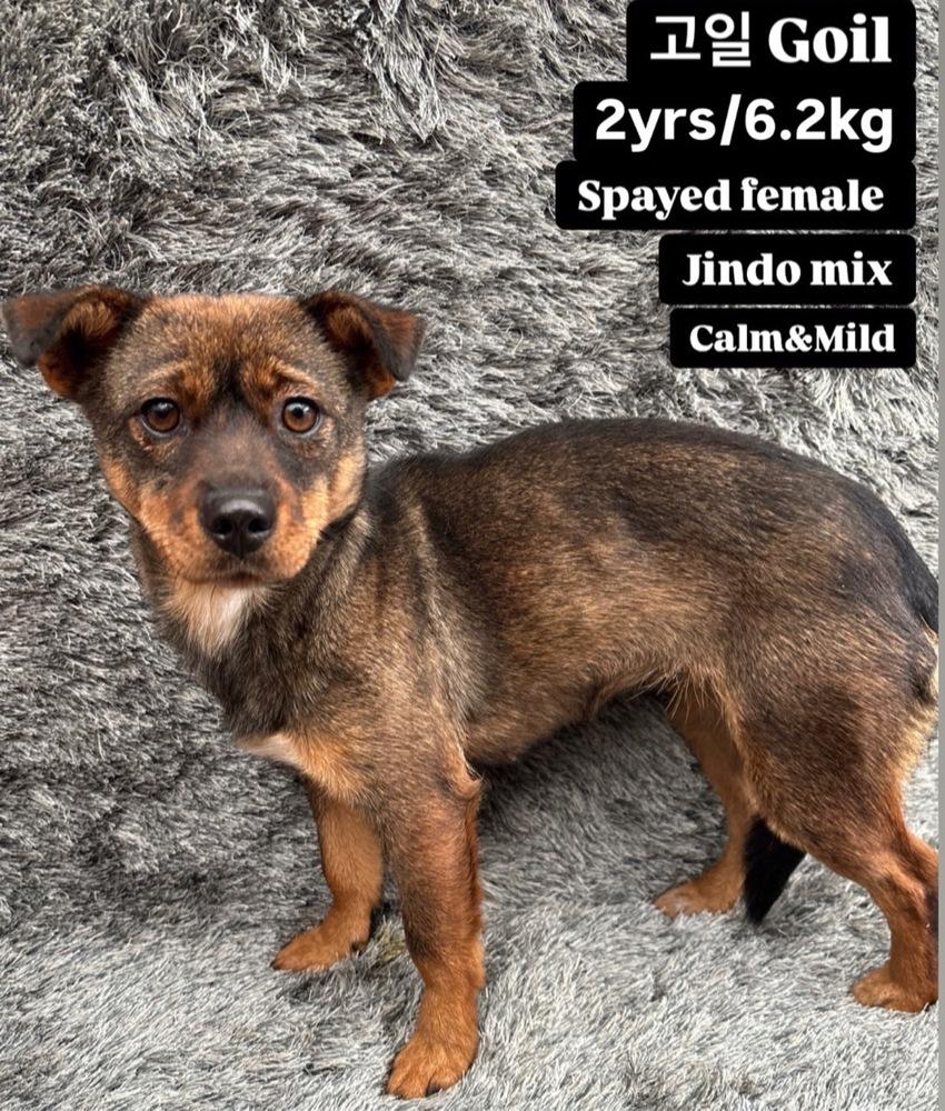 Enlarge GOIL, a Adoptable Jindo in Long Island City, NY image 1/1