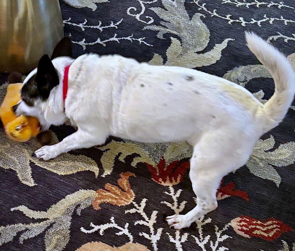 Enlarge Jazz (VA), a Adopted mixed breed in Atlanta, GA image 1/3