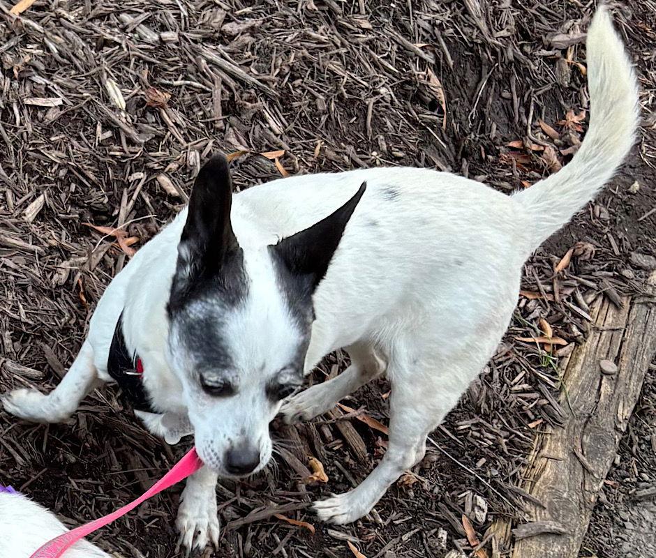 Enlarge Jazz (VA), a Adopted mixed breed in Atlanta, GA image 2/3