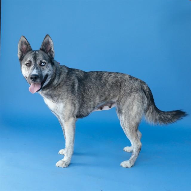 Enlarge MAGGIE, a Adoptable mixed breed in Baldwin Park, CA image 1/1