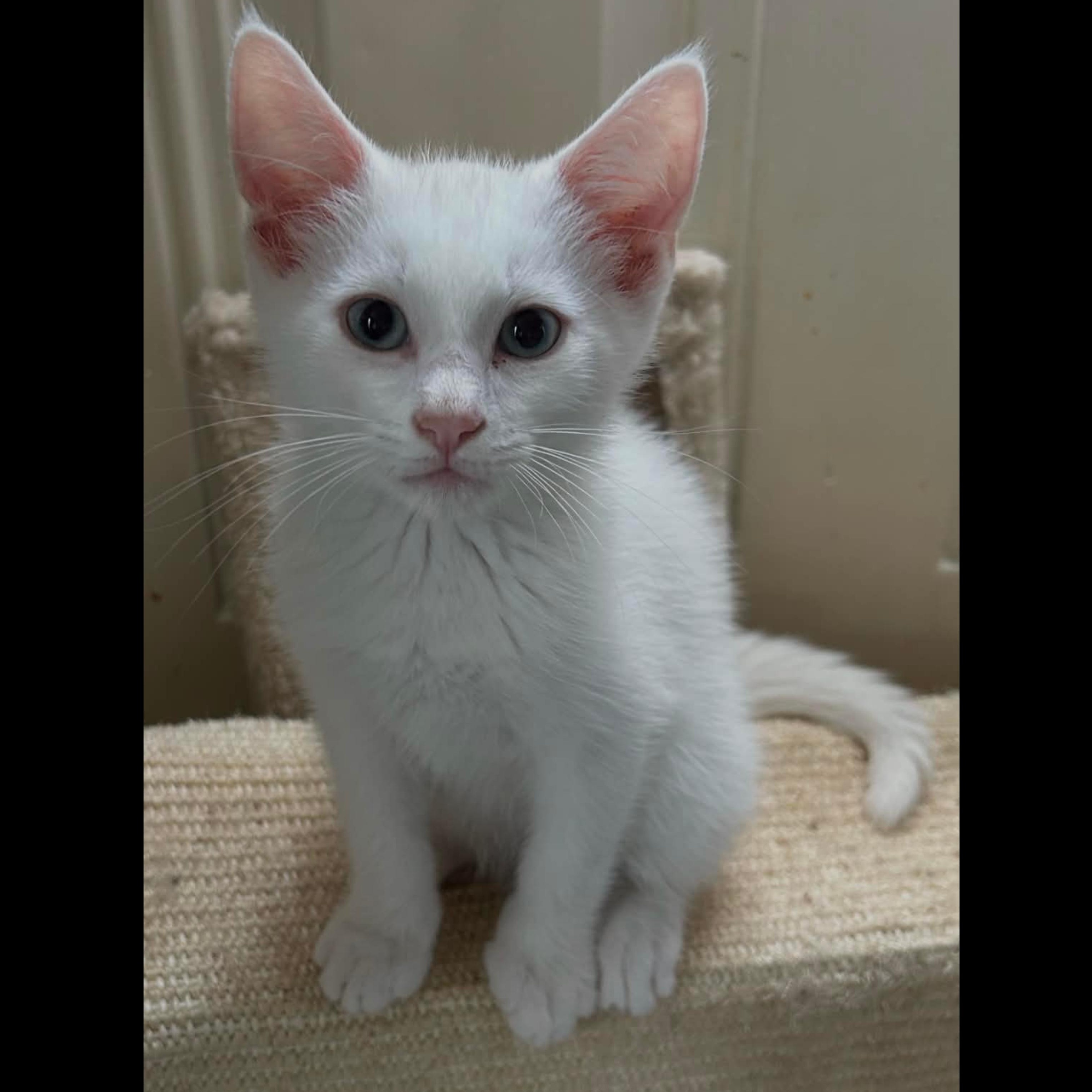 Mandalorian, an adopted Domestic Short Hair in Fairborn, OH image 2/3