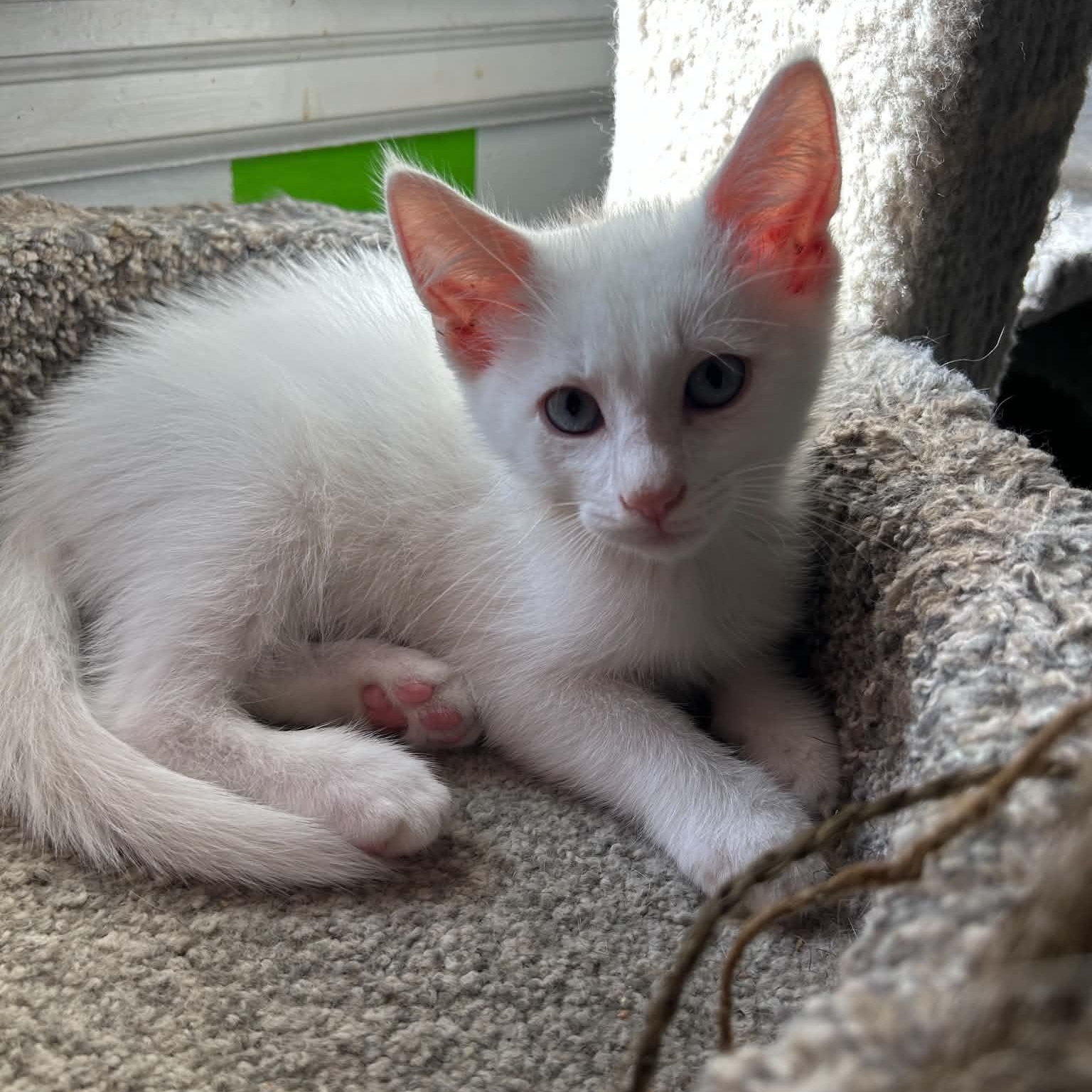 Mandalorian, adopted, Kitten Male Domestic Short Hair.