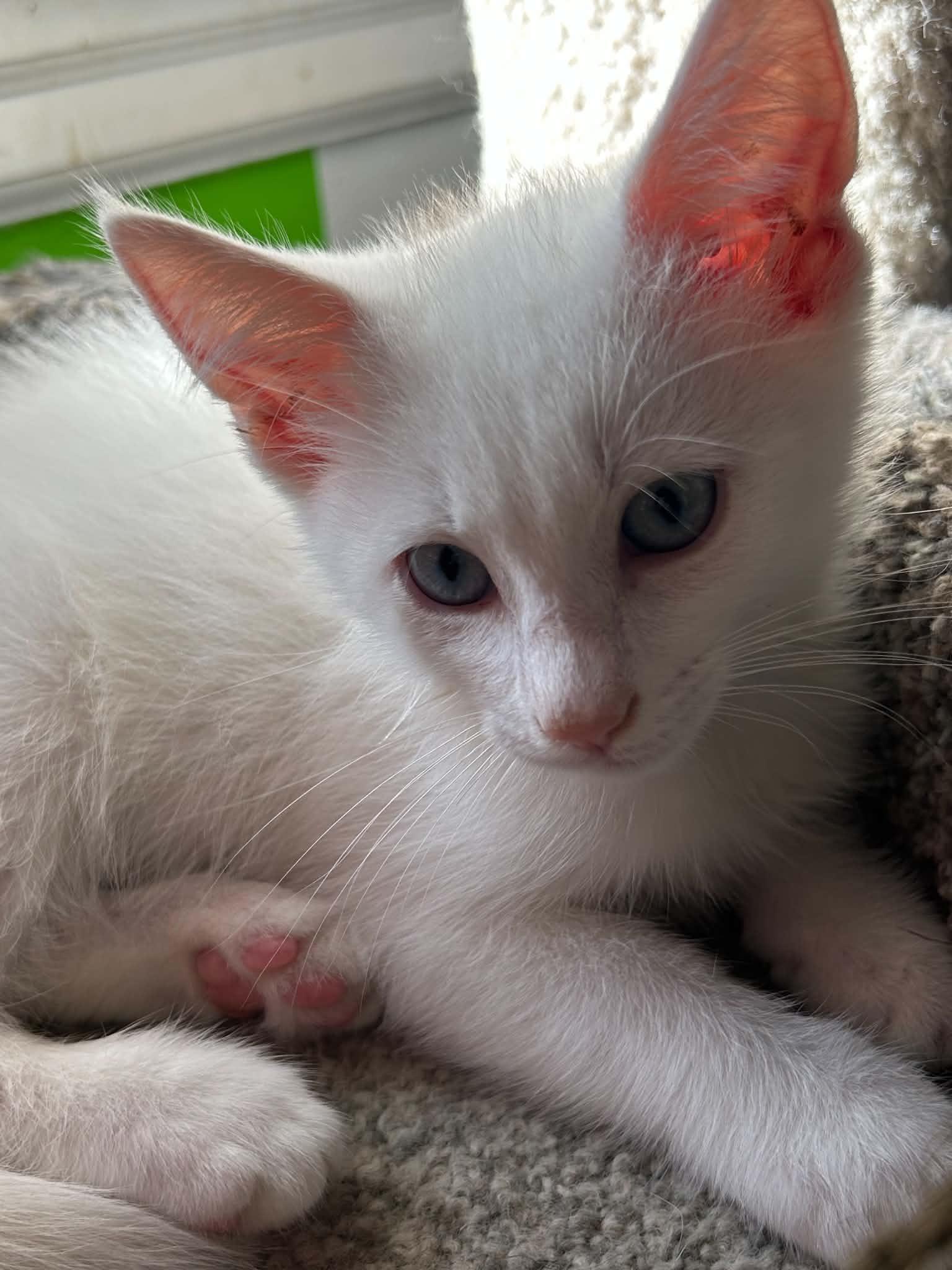 Mandalorian, an adopted Domestic Short Hair in Fairborn, OH image 3/3