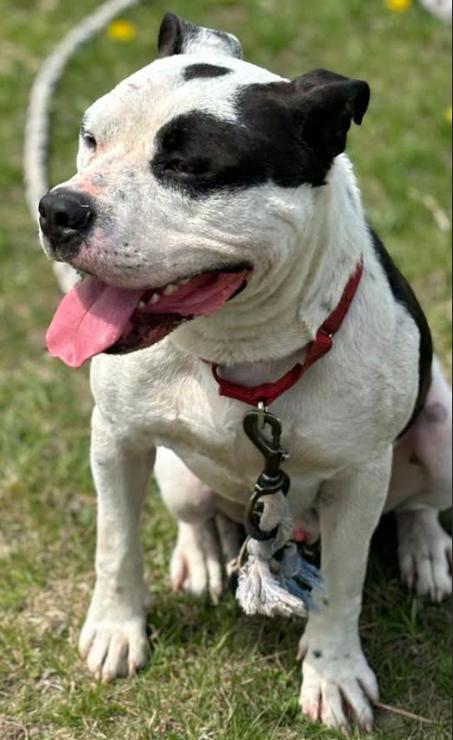 Loggie, Adoptable, Young Male Mixed Breed.