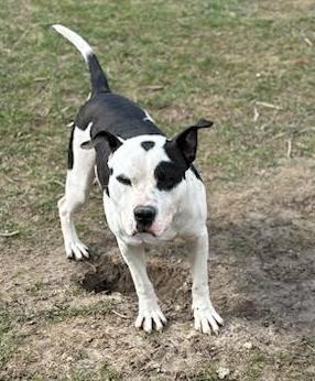 Enlarge Loggie, a Adoptable Mixed Breed in Marengo, IL image 4/4