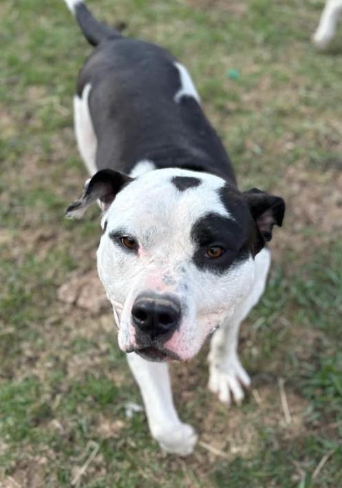 Enlarge Loggie, a Adoptable Mixed Breed in Marengo, IL image 2/4