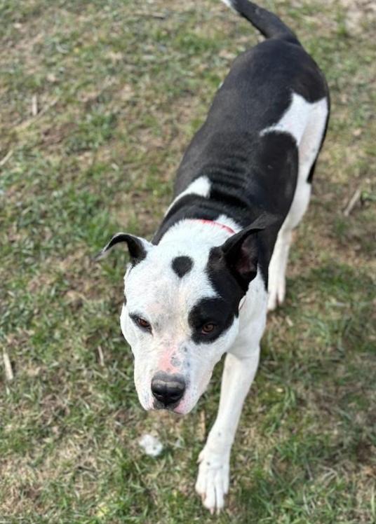 Enlarge Loggie, a Adoptable Mixed Breed in Marengo, IL image 3/4