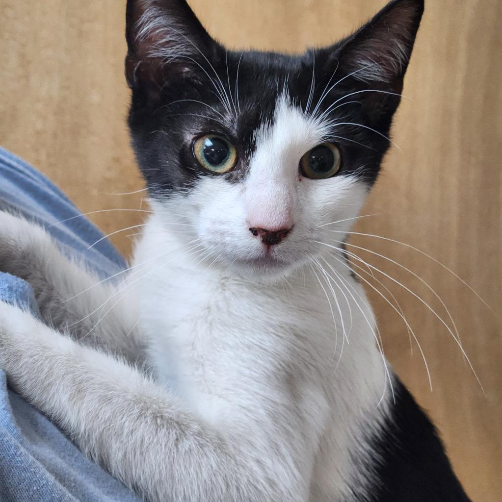 Popsicle, Adoptable, Young Female Domestic Short Hair.