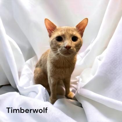 Enlarge Timberwolf, a Adoptable Domestic Short Hair in Cumberland, MD image 2/2