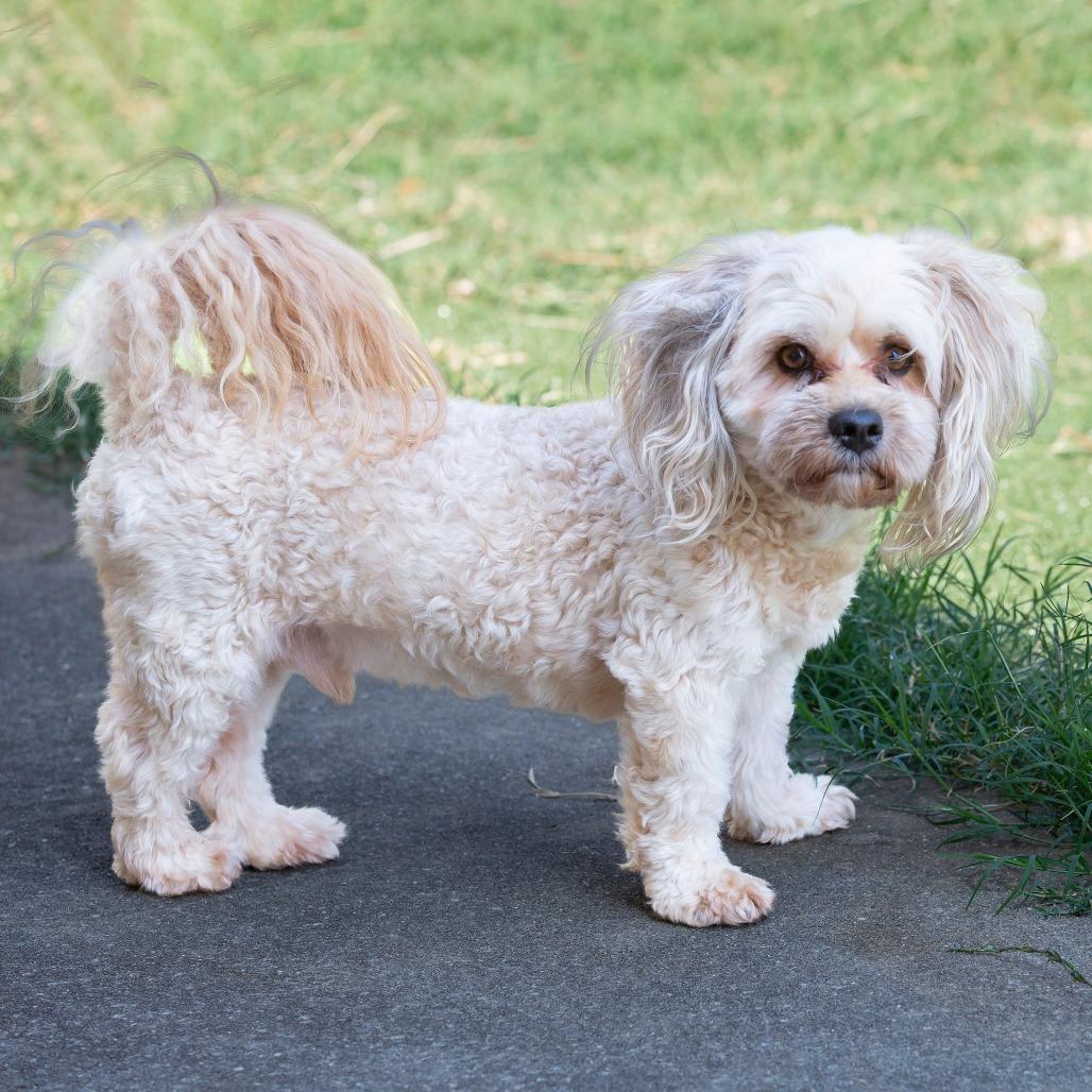 Mr. Bigglesworth, Adoptable, Adult Male Mixed Breed.