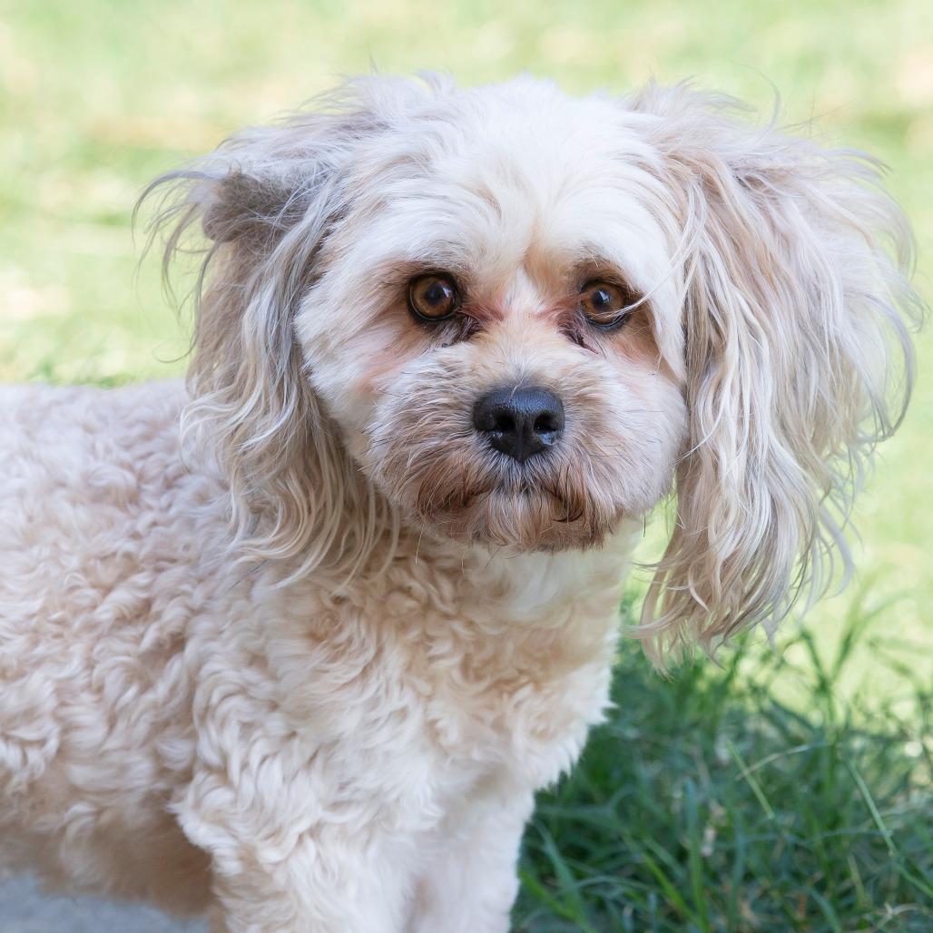 Enlarge Mr. Bigglesworth, a Adoptable Mixed Breed in Cartersville, GA image 2/4