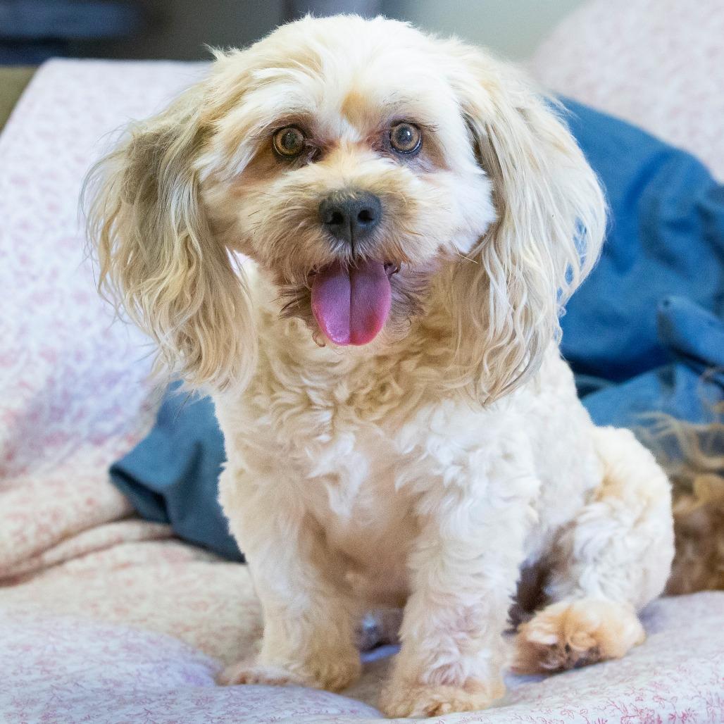 Enlarge Mr. Bigglesworth, a Adoptable Mixed Breed in Cartersville, GA image 3/4