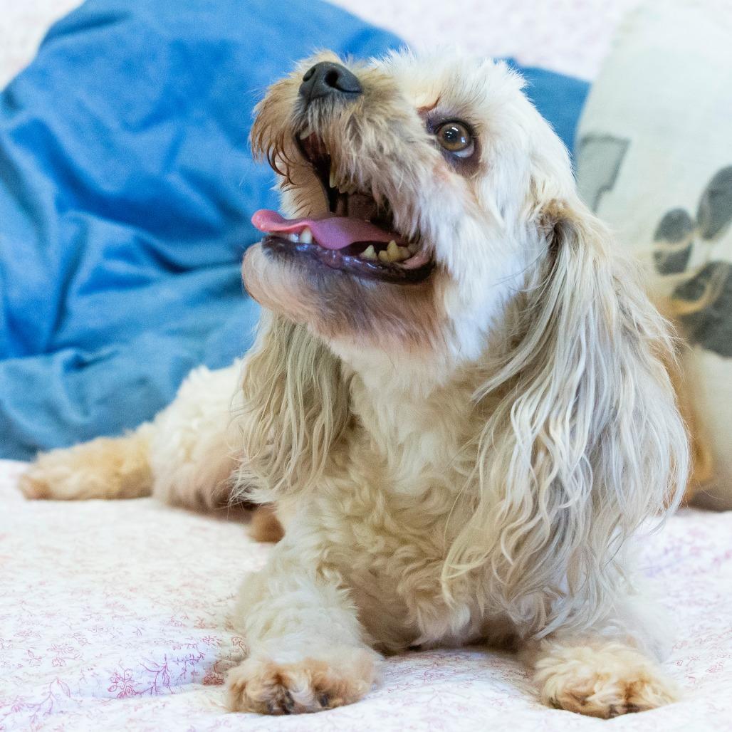 Enlarge Mr. Bigglesworth, a Adoptable Mixed Breed in Cartersville, GA image 4/4