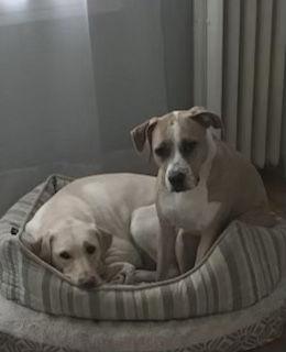 Arielle, Adoptable, Adult Female Hound & Terrier.