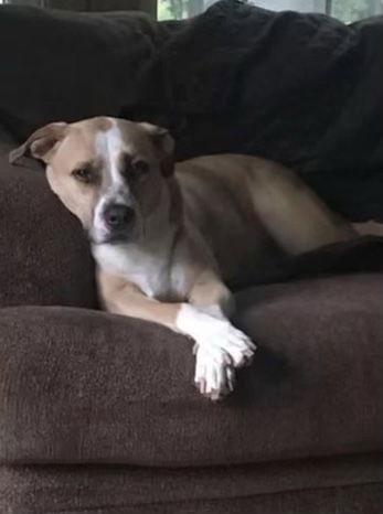 Arielle, a Adoptable mixed breed in Lutherville, MD image 2/4