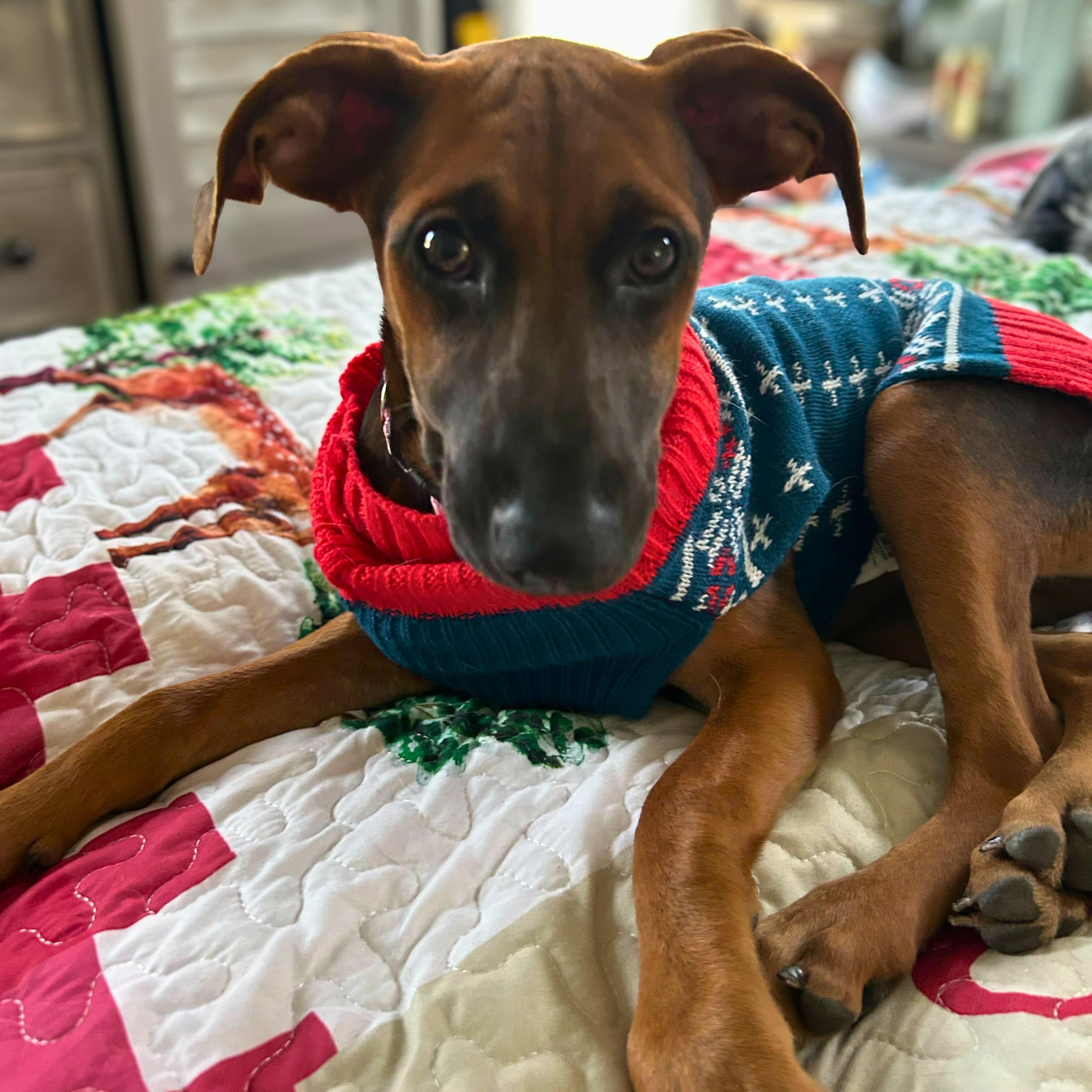 Enlarge Franny, a ADOPTABLE mixed breed in Baltimore, MD image 1/3