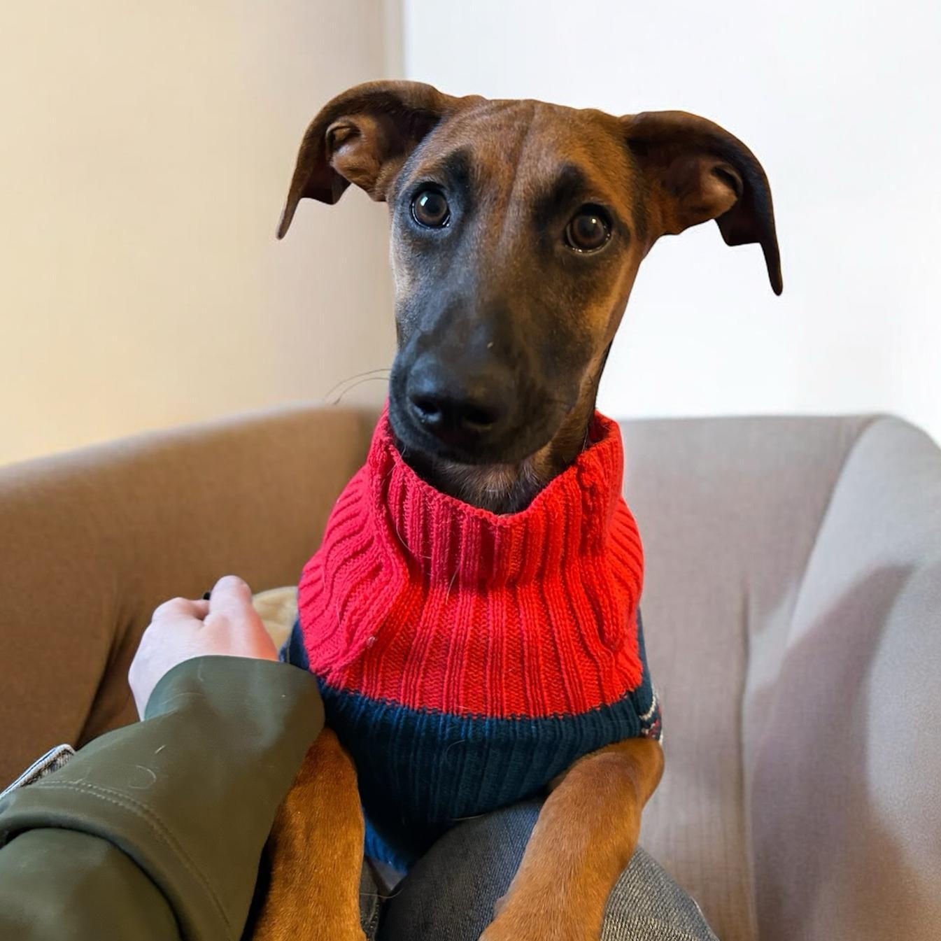 Enlarge Franny, a ADOPTABLE mixed breed in Baltimore, MD image 2/3