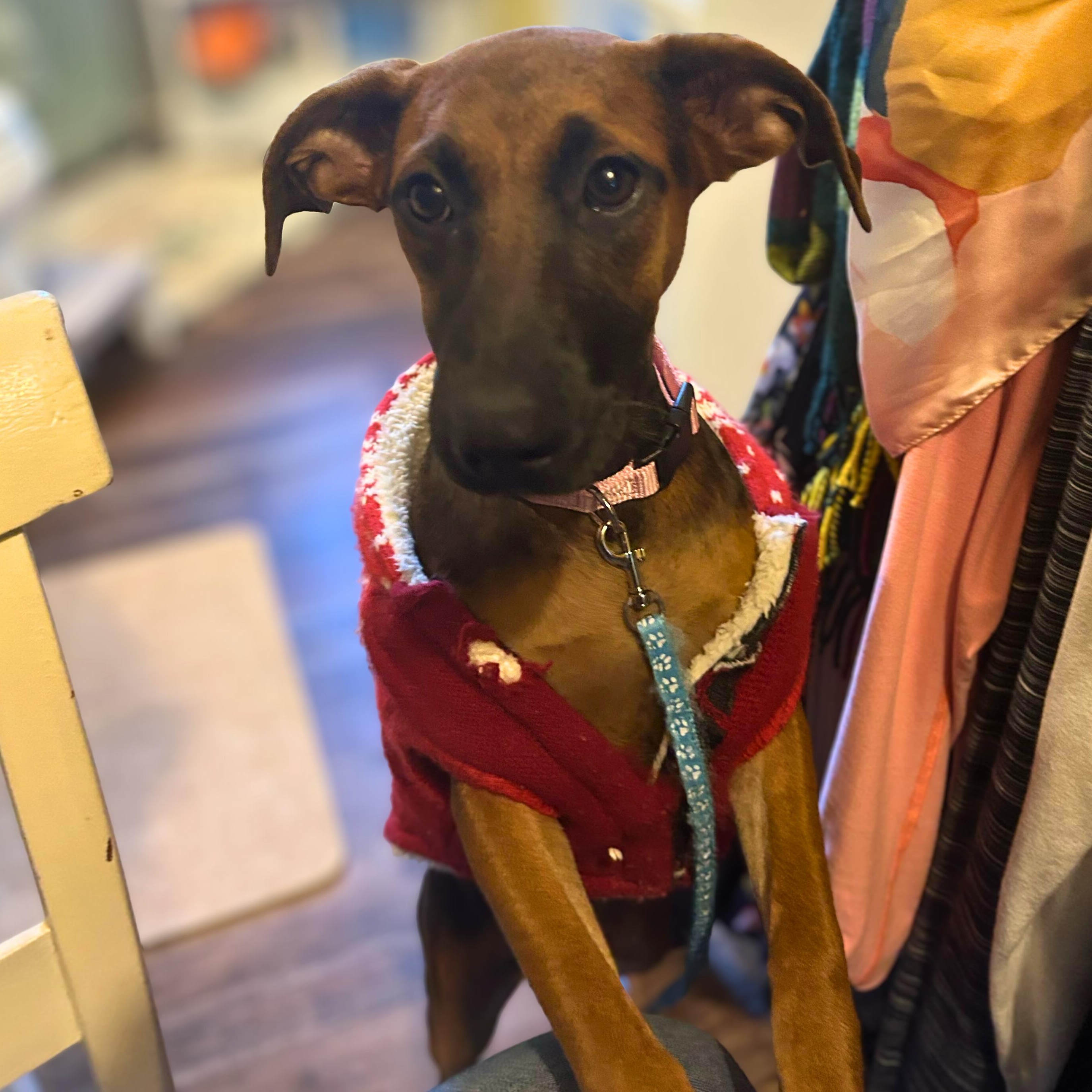 Enlarge Franny, a ADOPTABLE mixed breed in Baltimore, MD image 3/3