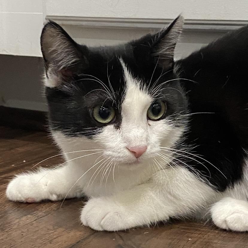 Enlarge Little Beauties- Kimmy, a Adoptable Domestic Short Hair in Fairfax, VA image 2/2