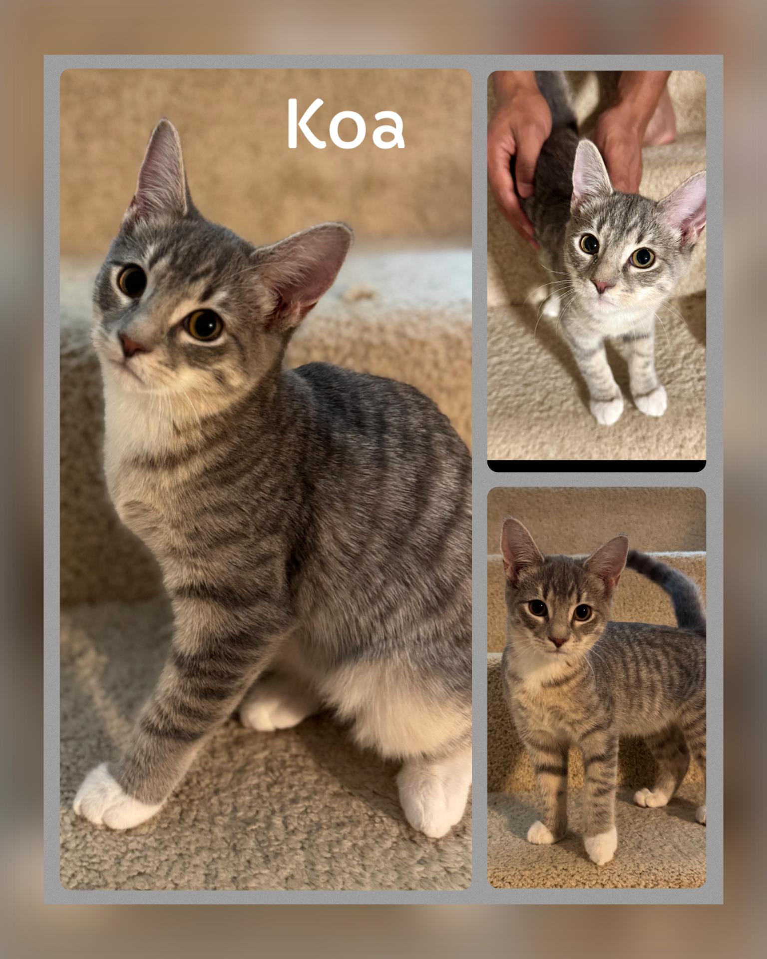 Koa