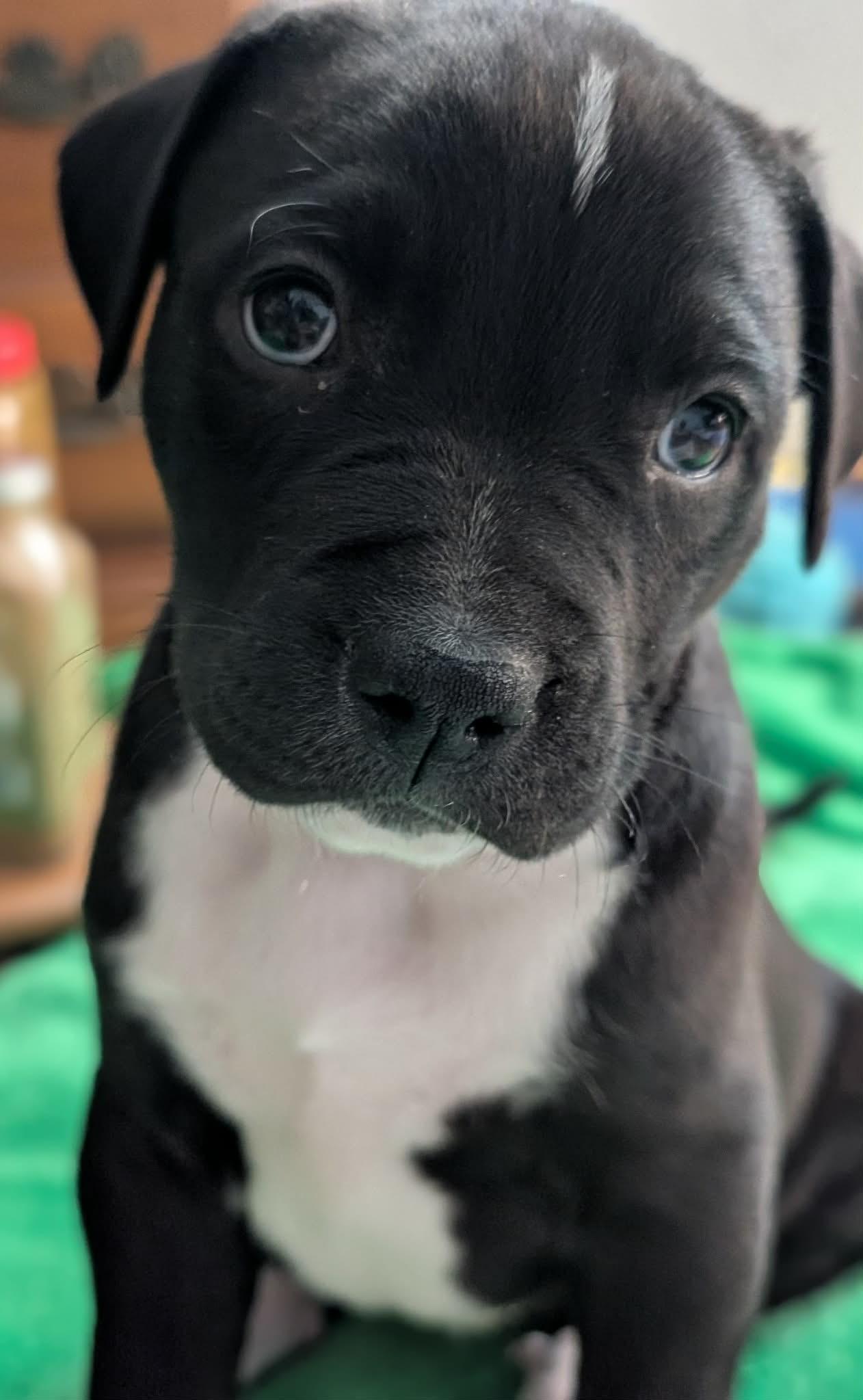 Enlarge Sassafras, a ADOPTABLE mixed breed in Kiowa, OK image 2/6