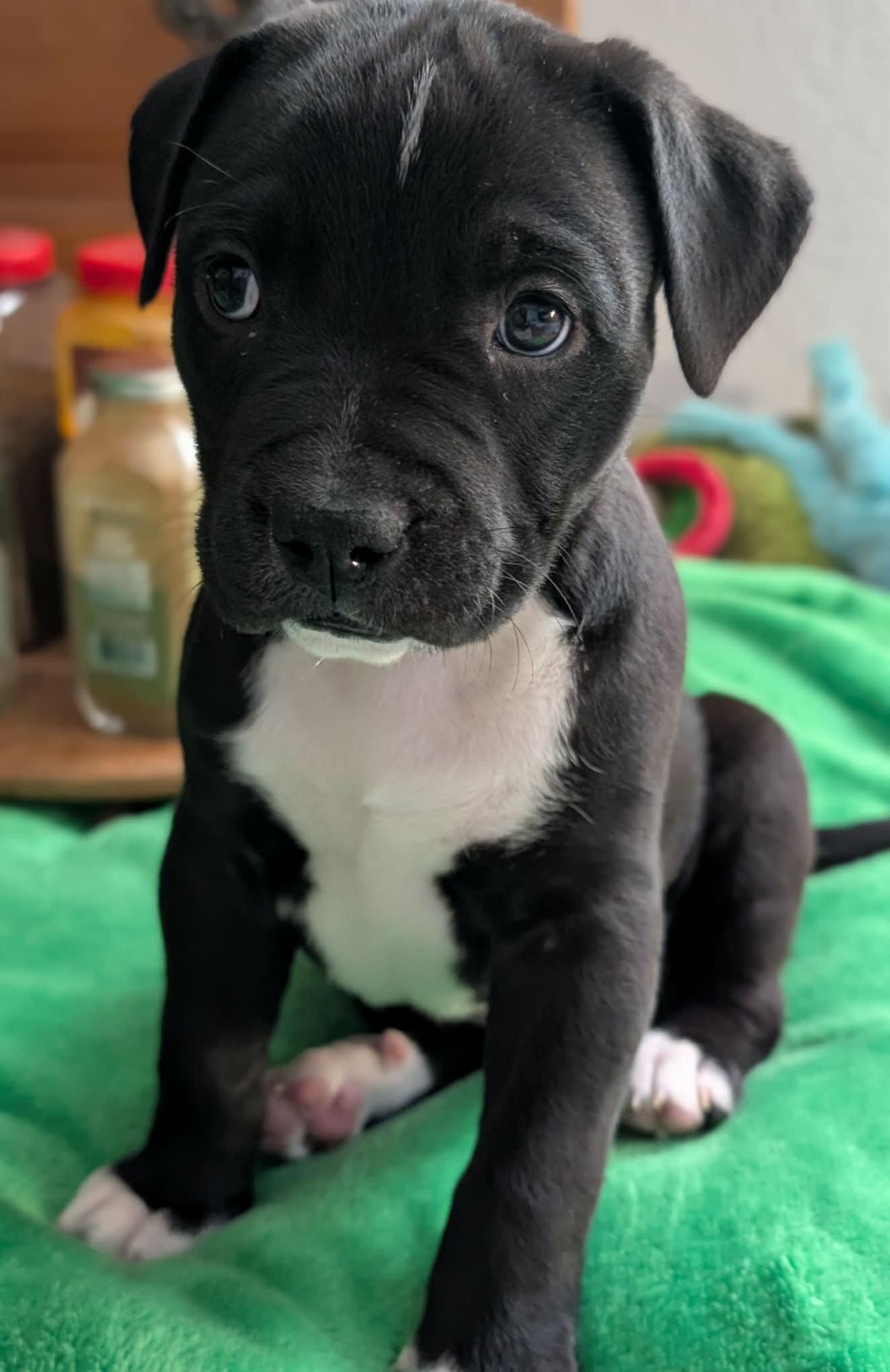 Enlarge Sassafras, a ADOPTABLE mixed breed in Kiowa, OK image 6/6