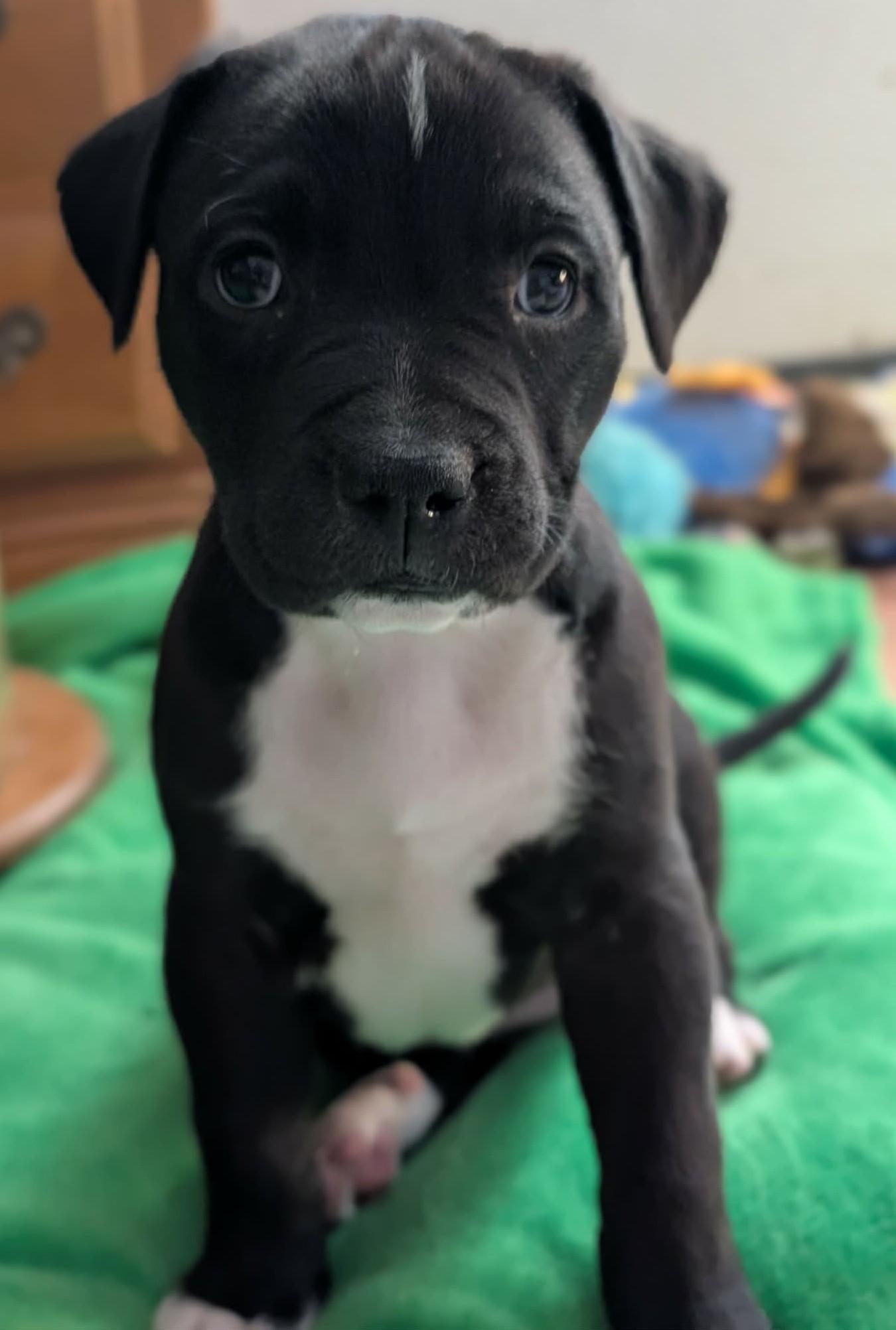Sassafras, ADOPTABLE, Puppy Female Great Pyrenees.