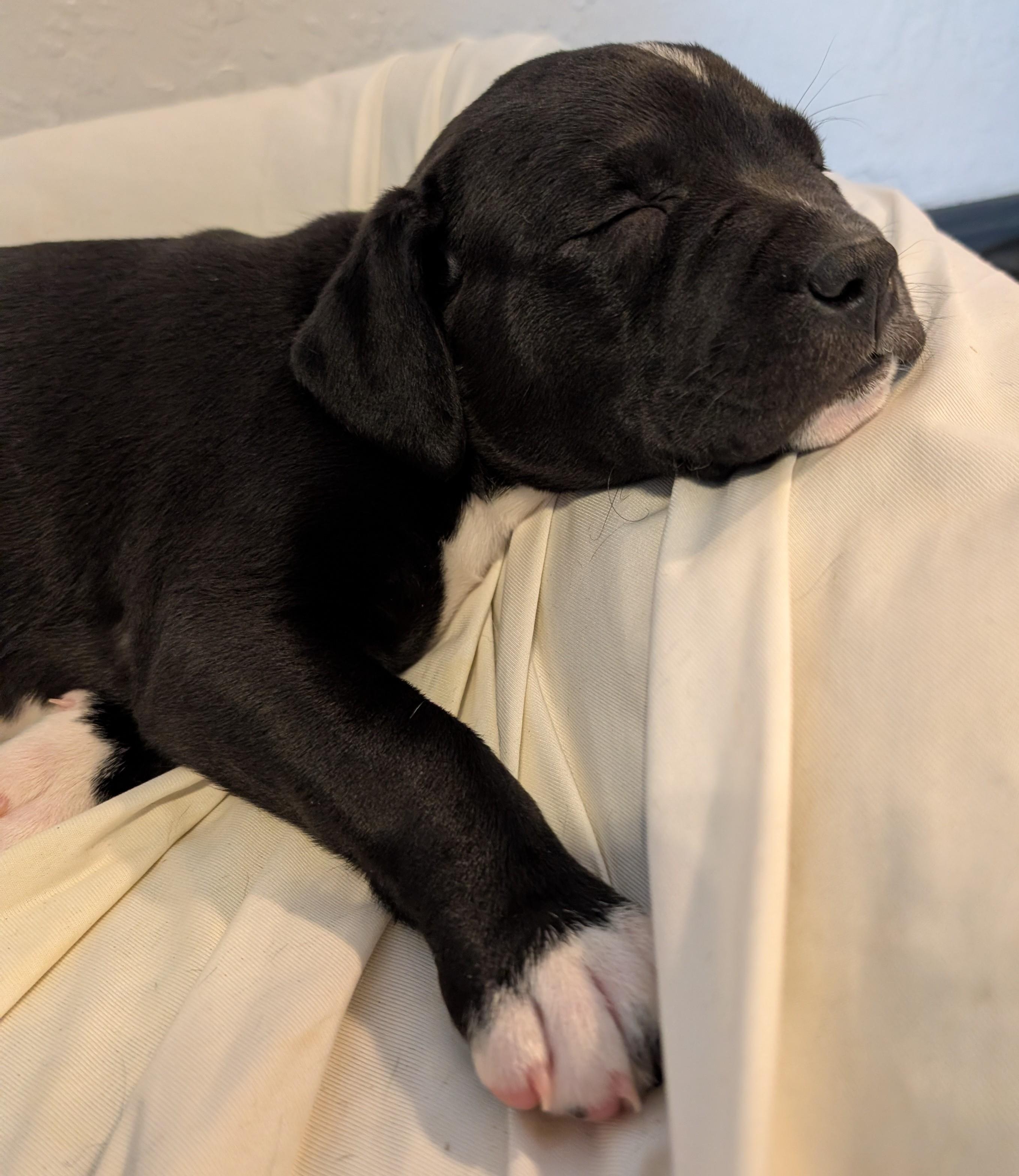 Enlarge Sassafras, a ADOPTABLE mixed breed in Kiowa, OK image 3/6