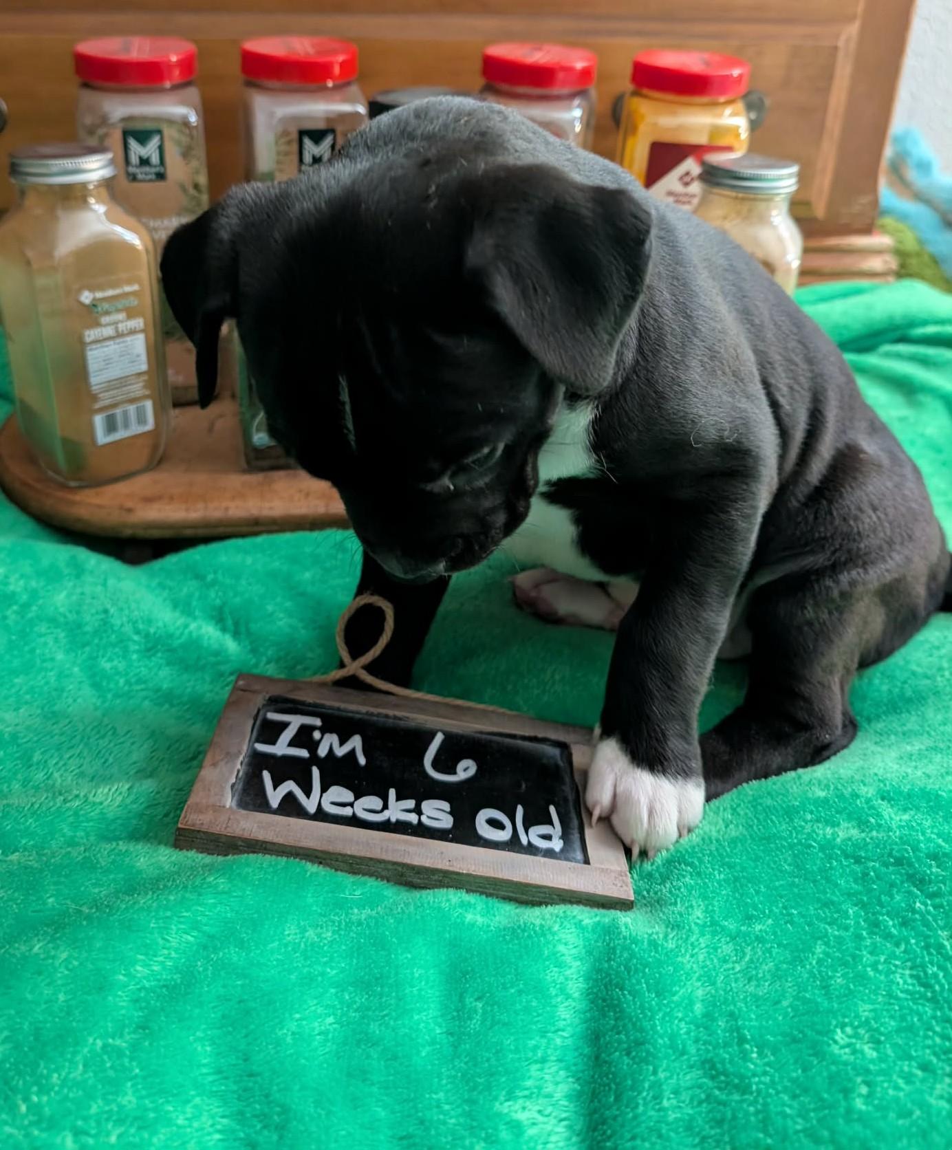 Enlarge Sassafras, a ADOPTABLE mixed breed in Kiowa, OK image 4/6